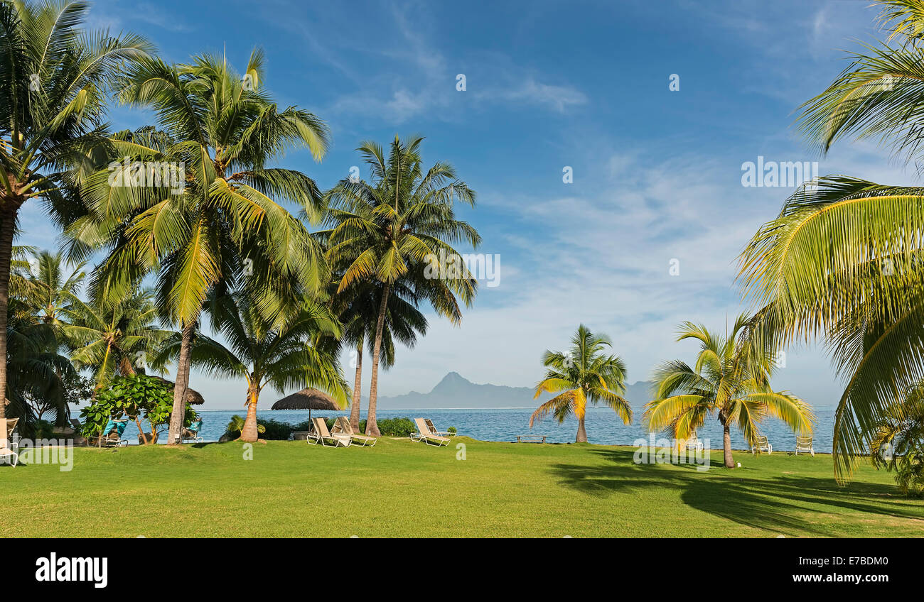 Palm trees, sun loungers, Moorea, French Polynesia Stock Photo