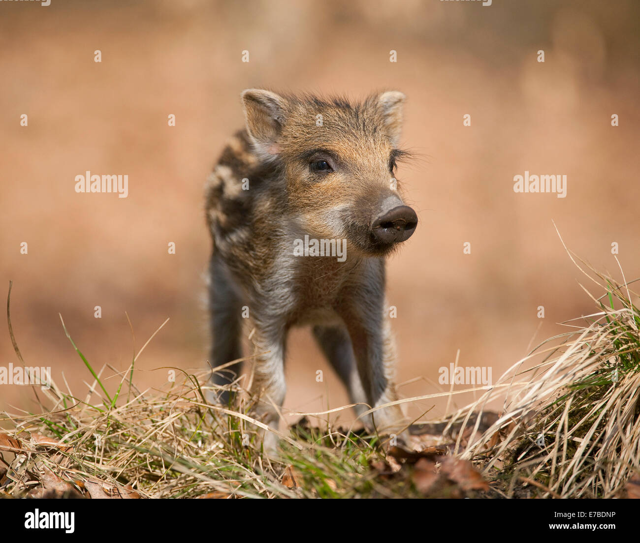 Wild Boar (Sus scrofa), piglet, captive, North Rhine-Westphalia, Germany Stock Photo