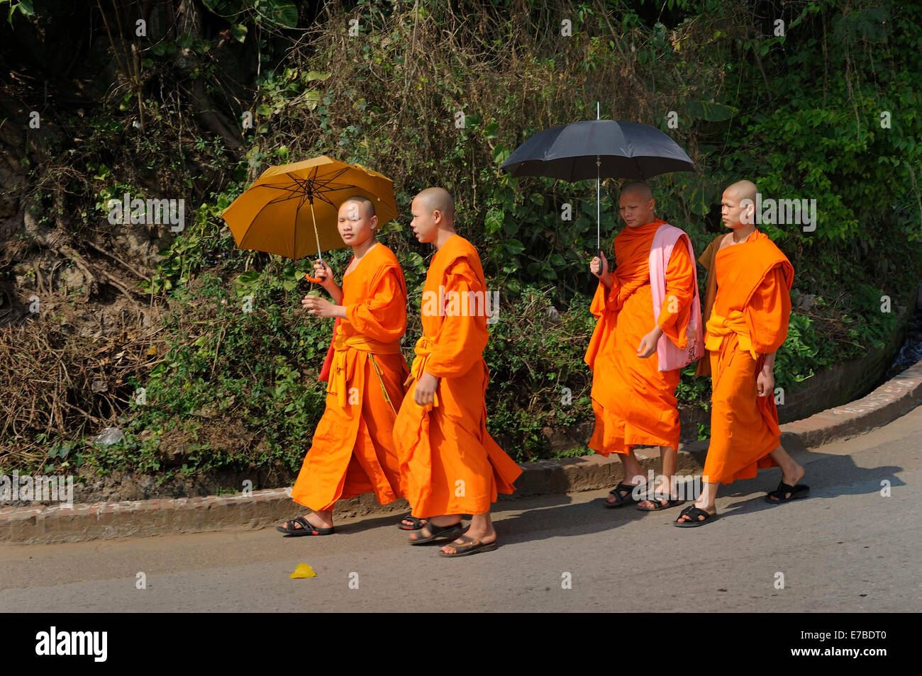 Buddhist monks wearing orange robes with umbrellas walking along a road