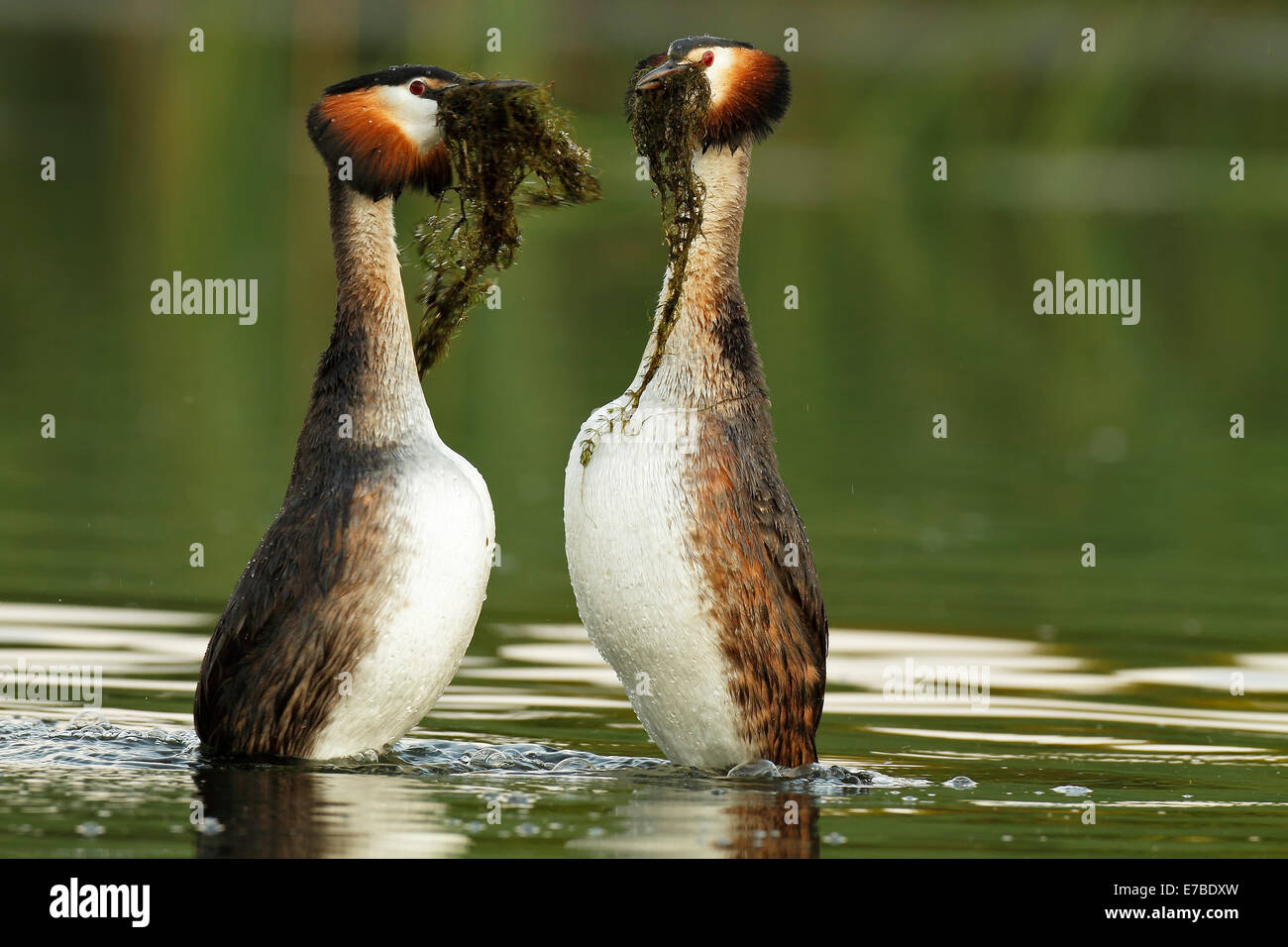 Great Crested Grebes (Podiceps cristatus), male and female performing the courtship dance with nesting material Stock Photo