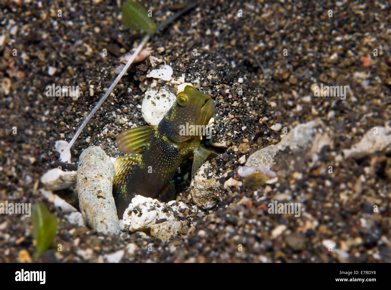 Yellow Shrimpgoby or Yellow Prawngoby (Cryptocentrus cinctus