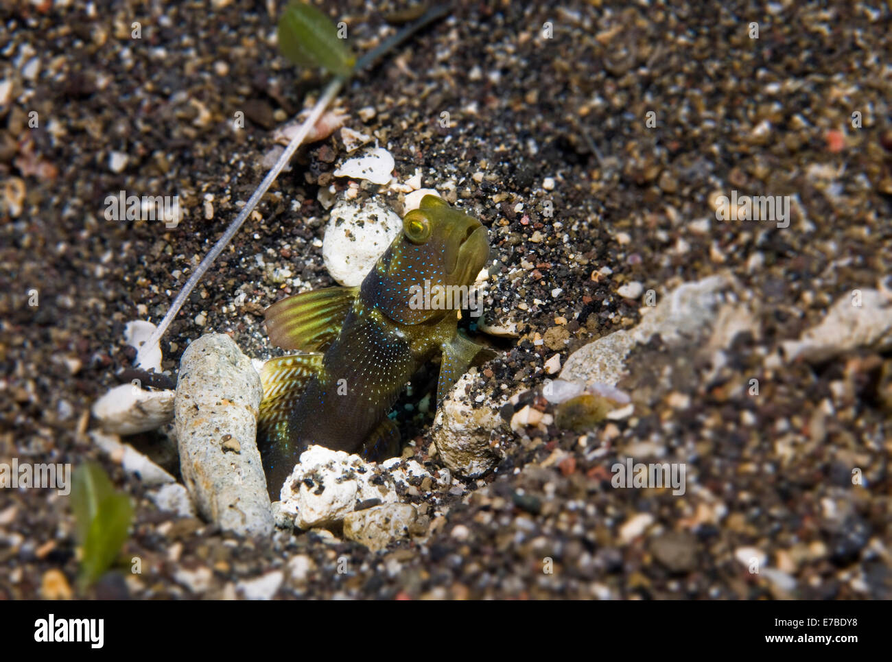 Yellow Shrimp-goby or Yellow Prawn-goby (Cryptocentrus cinctus), Philippines Stock Photo