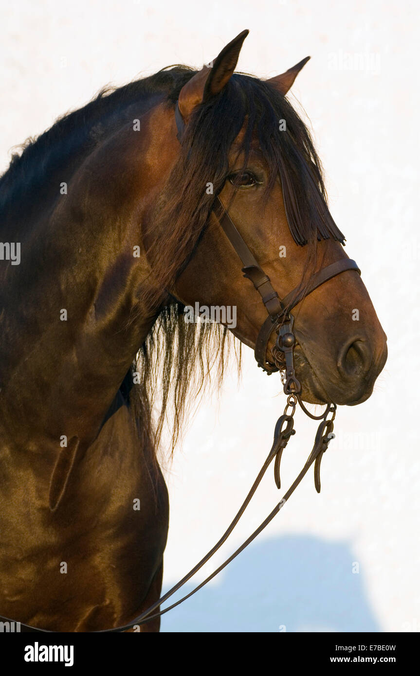 Andalusian Horse, Pure Spanish Horse or PRE horse, Pura Raza Española, bay stallion with a Vaquero bridle, Andalusia, Spain Stock Photo