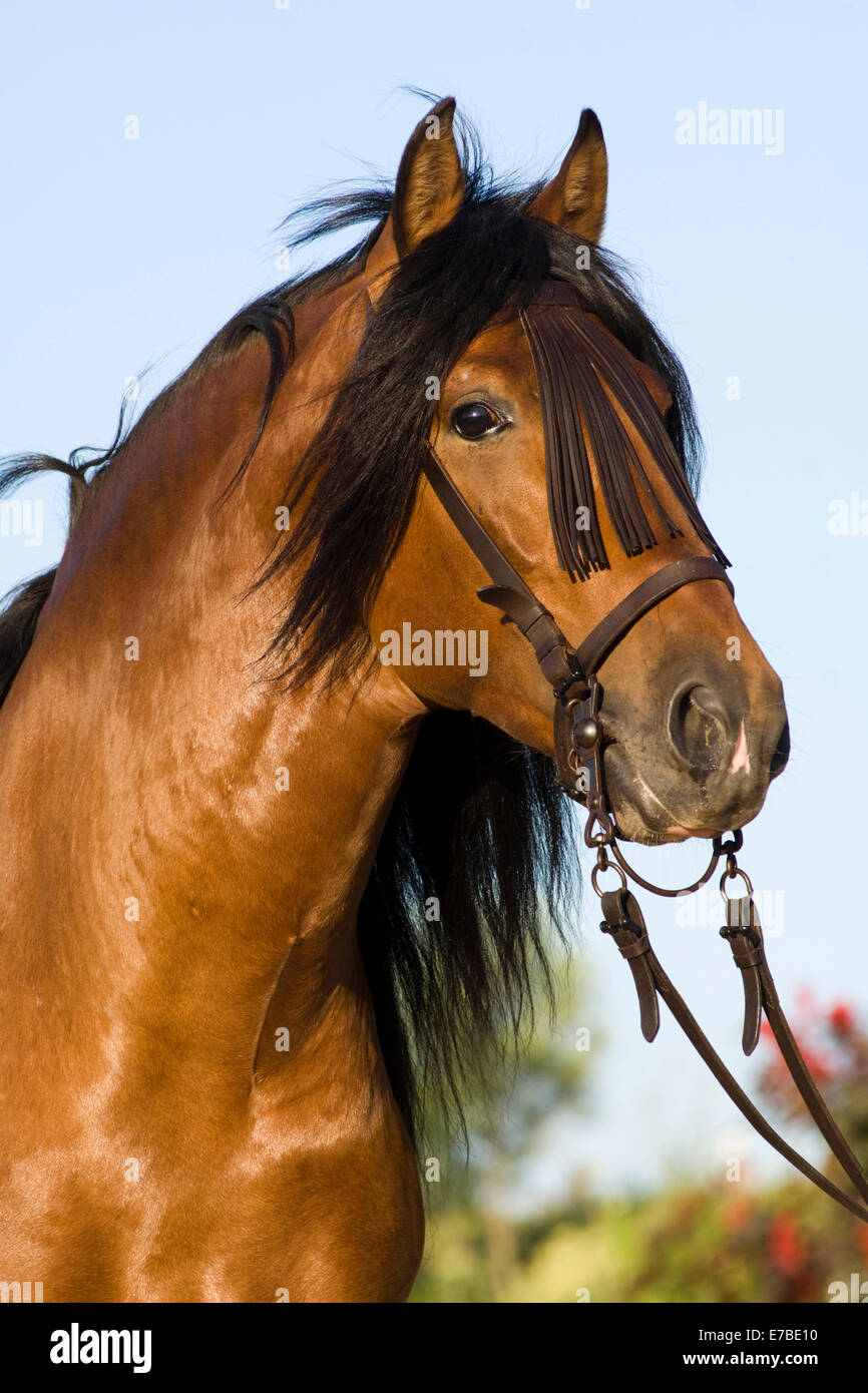 Andalusian Horse, Pure Spanish Horse or PRE horse, Pura Raza Española, bay stallion with a Vaquero bridle, Andalusia, Spain Stock Photo
