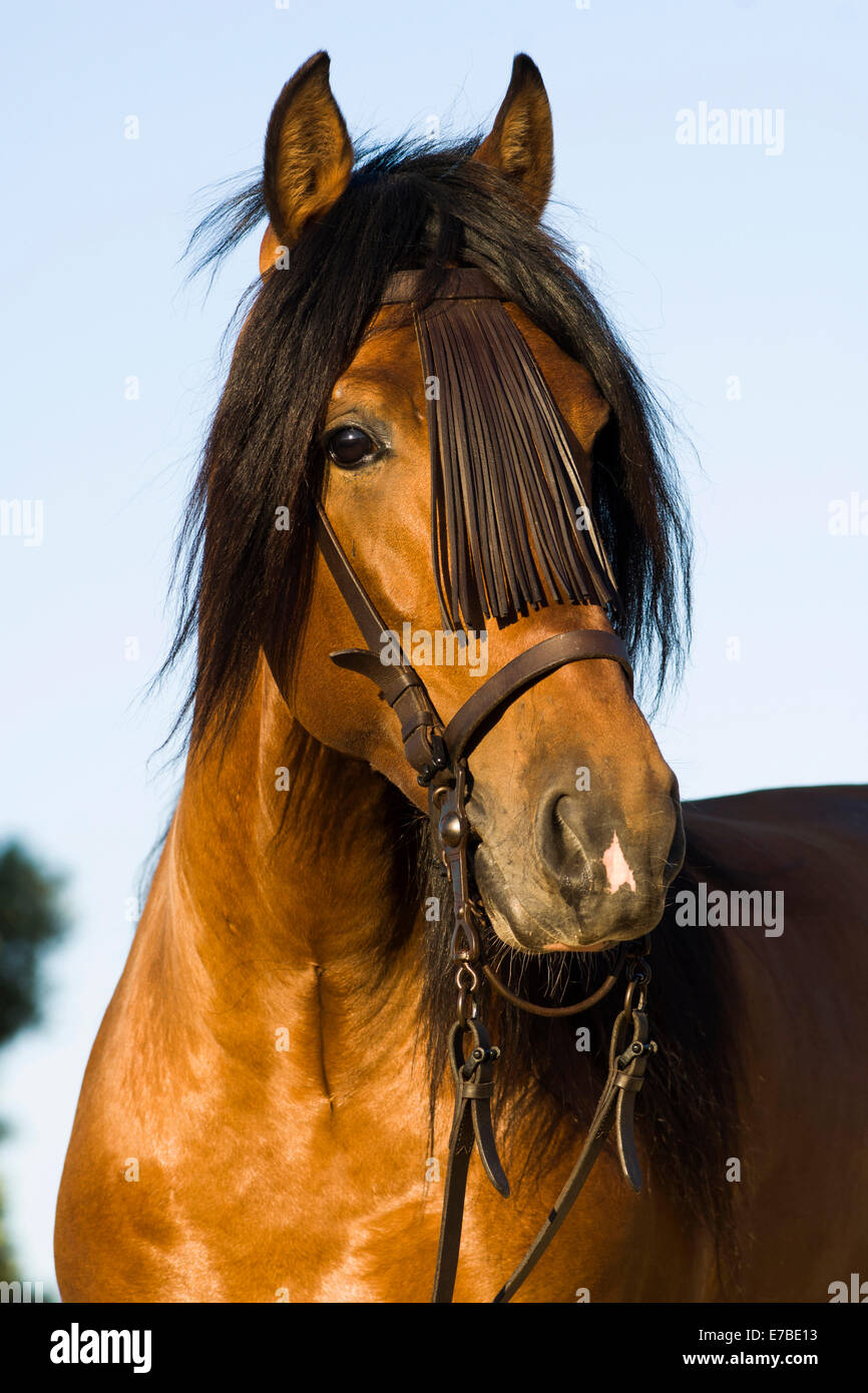 Andalusian Horse, Pure Spanish Horse or PRE horse, Pura Raza Española, bay stallion with a Vaquero bridle, Andalusia, Spain Stock Photo