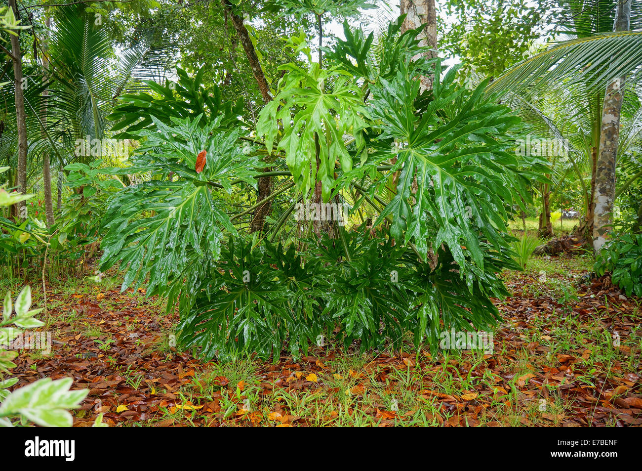 big leaves of lacy tree philodendron, Bocas del Toro, Panama, Central America Stock Photo