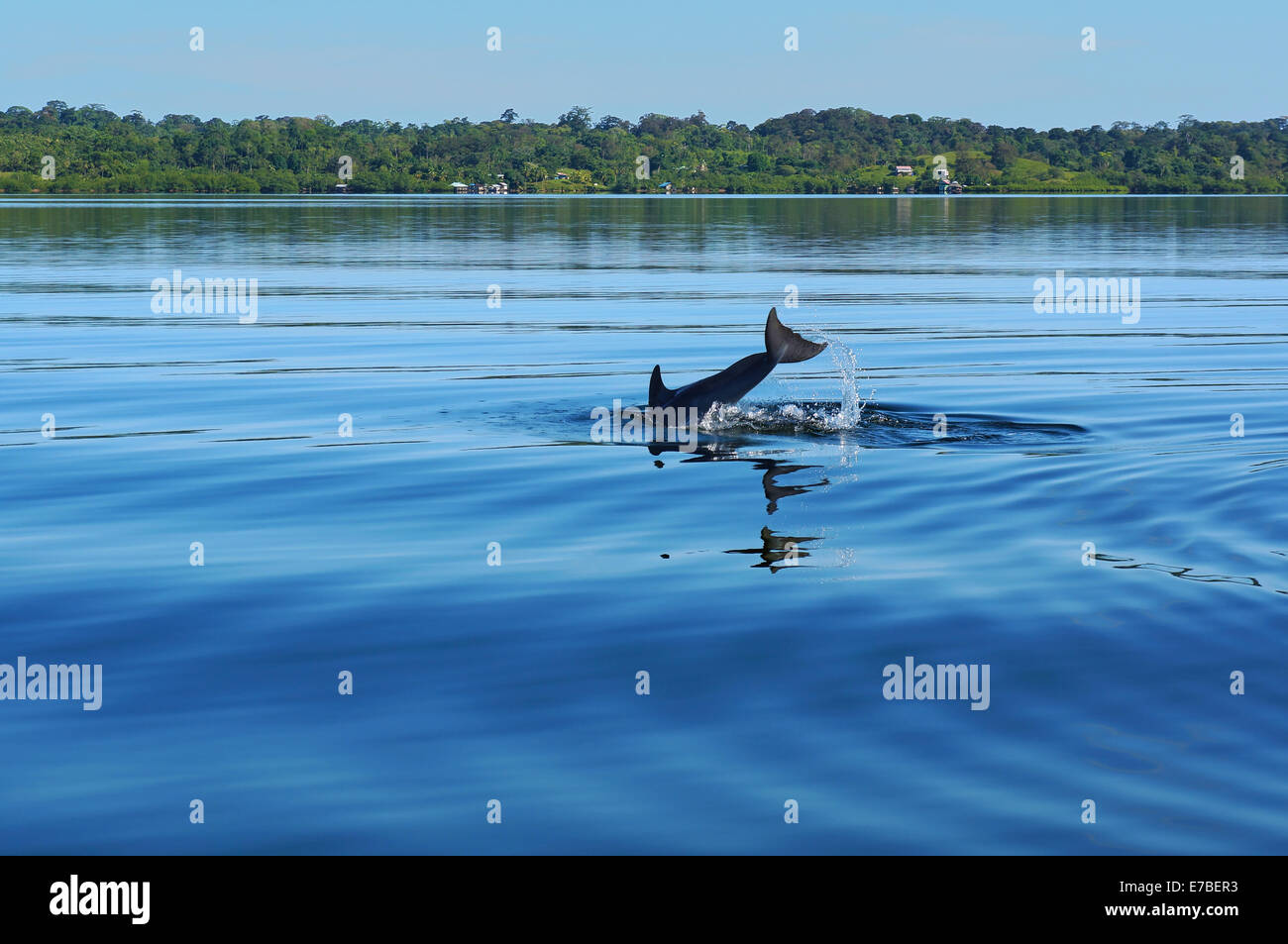 dolphin diving into the calm water of Dolphin bay in the archipelago of Bocas del Toro, Caribbean sea, Panama Stock Photo