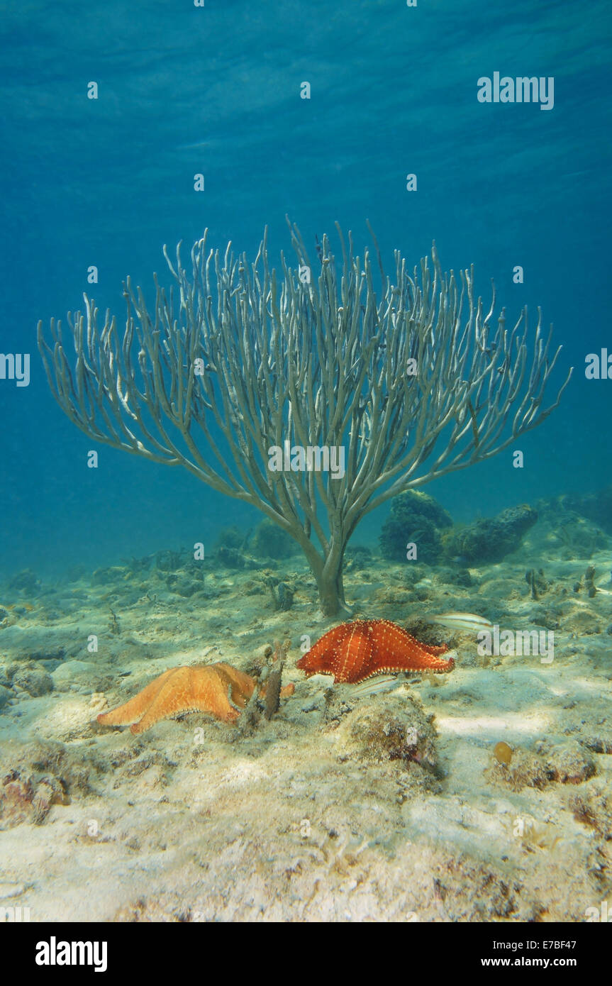 two starfish with sea rod coral underwater in the Caribbean sea Stock Photo