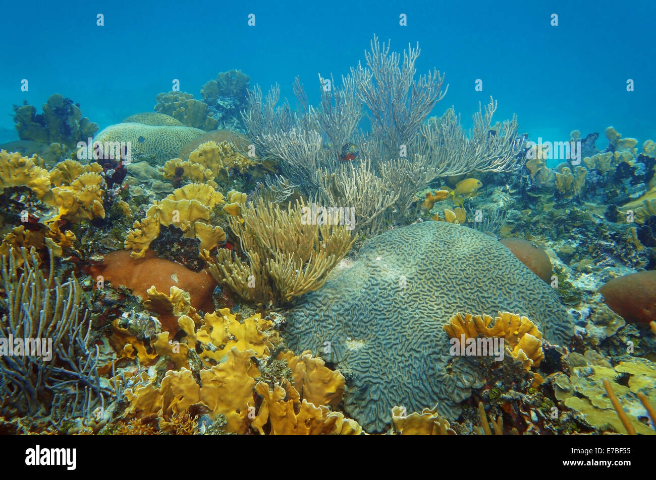 underwater landscape in an healthy coral reef of the Caribbean sea Stock Photo