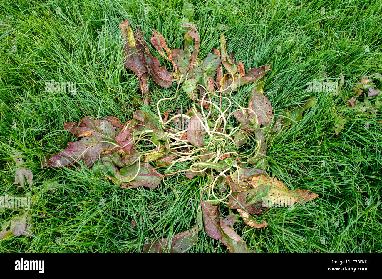 Dock plant killed by broad leaf agricultural weed killer in a Somerset rye grass field UK Stock Photo
