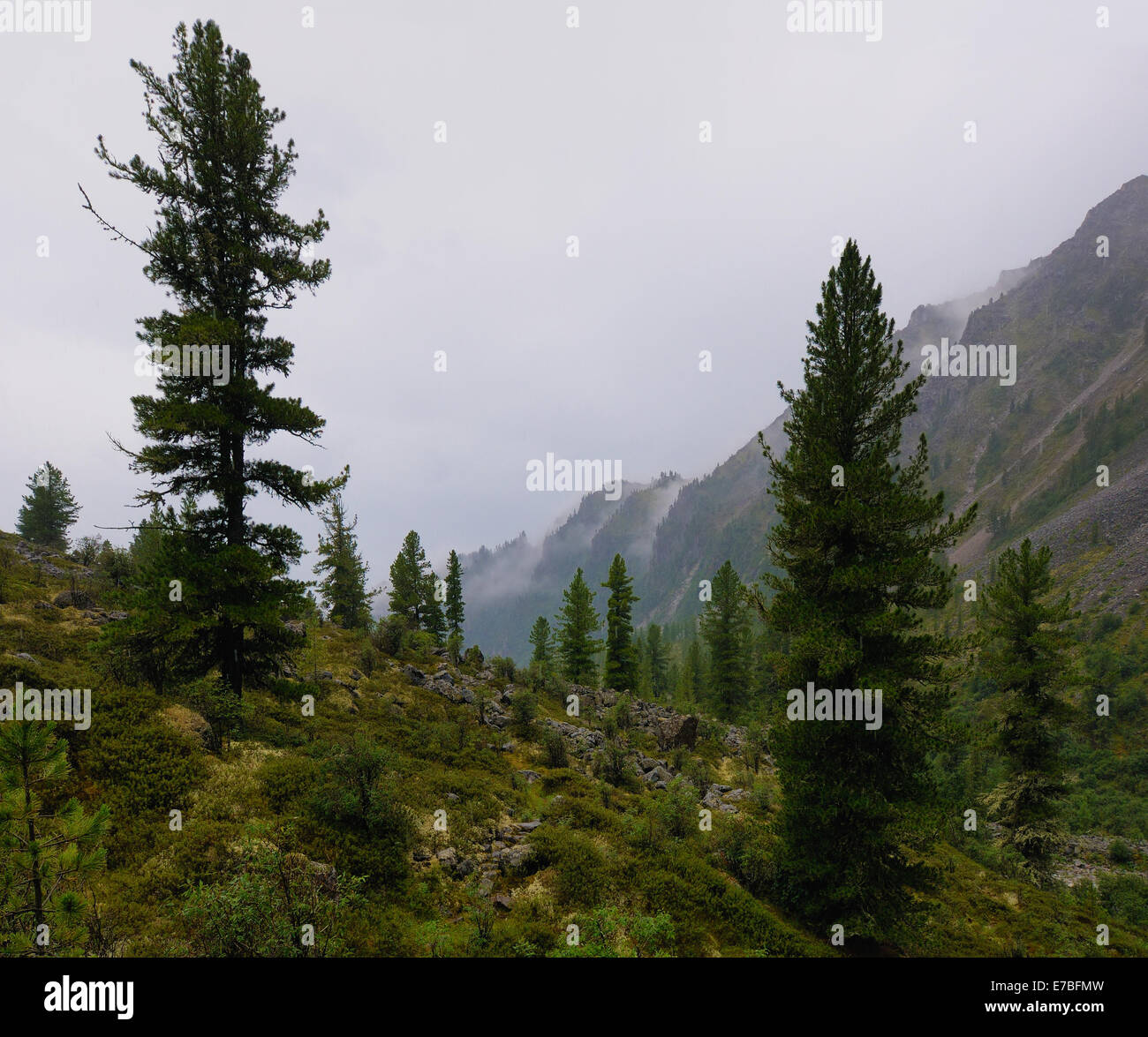 Mountain woodlands in rainy weather. Zun-Handagay. Eastern Sayan. Republic of Buryatia Stock Photo