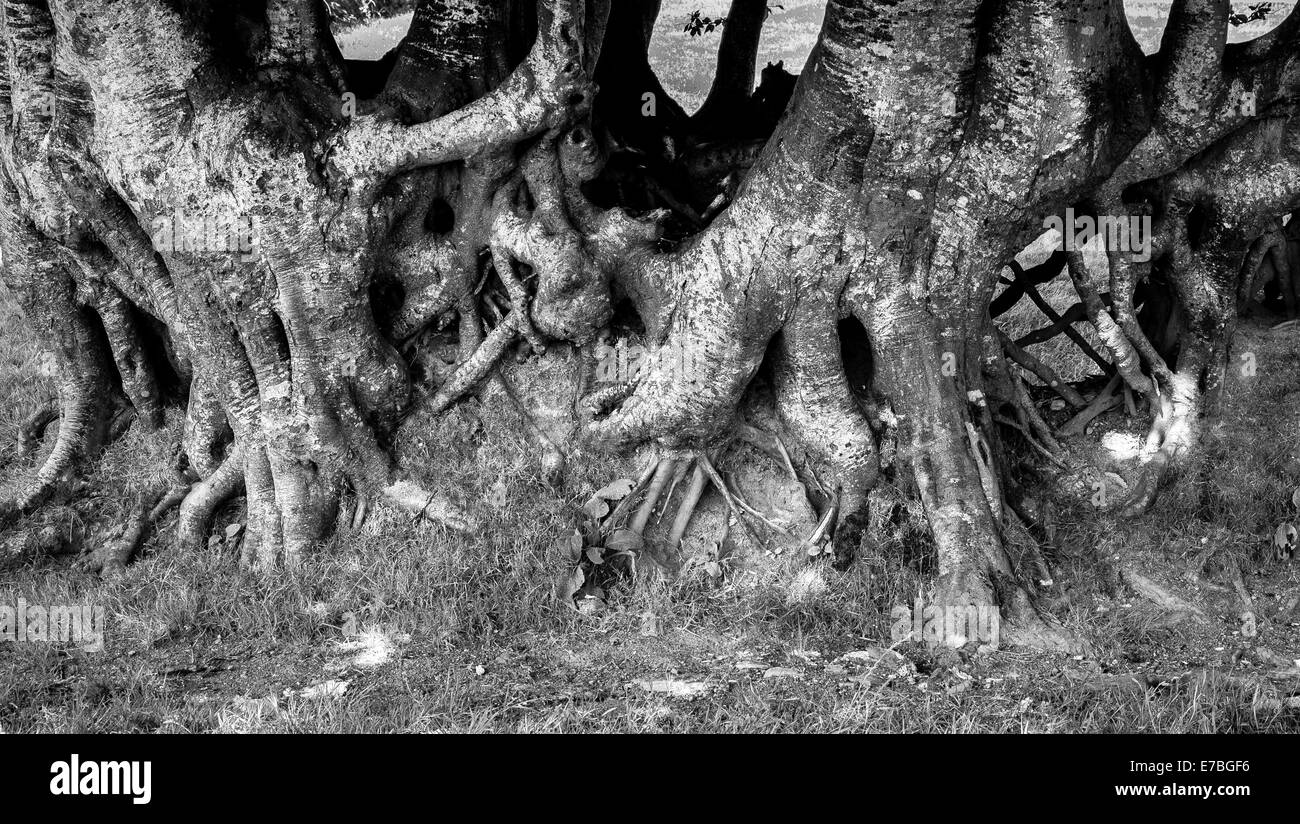 Gnarled roots of an ancient Beech hedge in Somerset England marking a field boundary Stock Photo