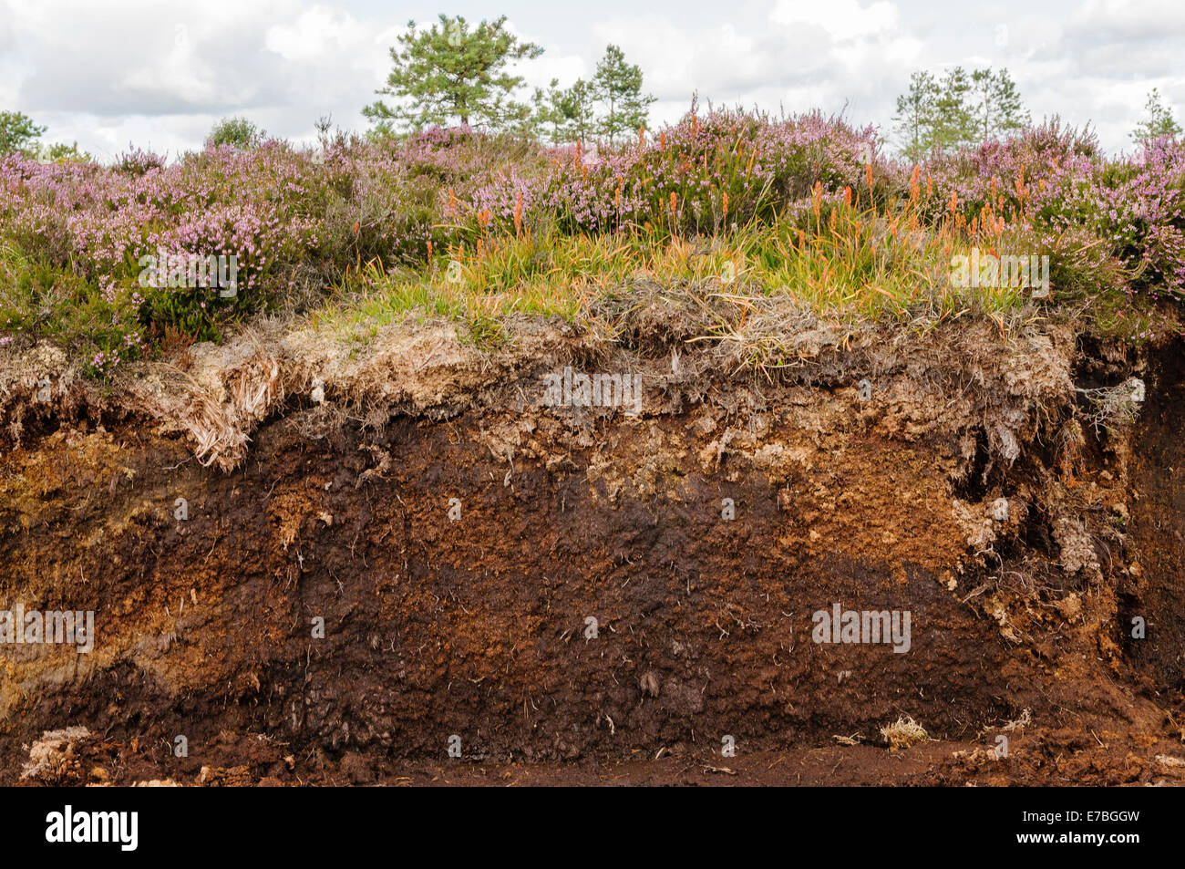 Cross-section of an Irish peat bog showing heather and plants on top Stock Photo