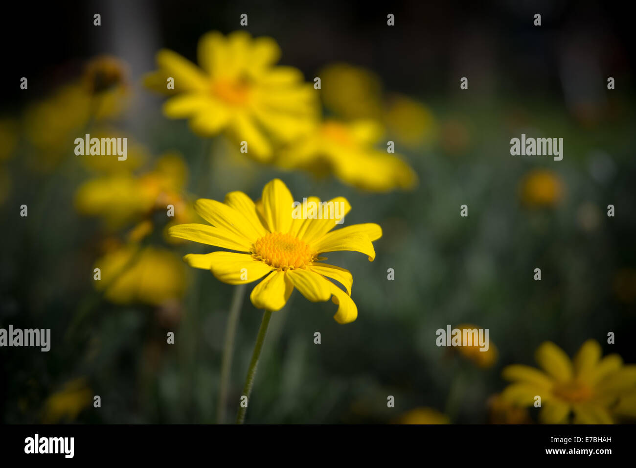 Golden Euryops Daisy Flowers Stock Photo