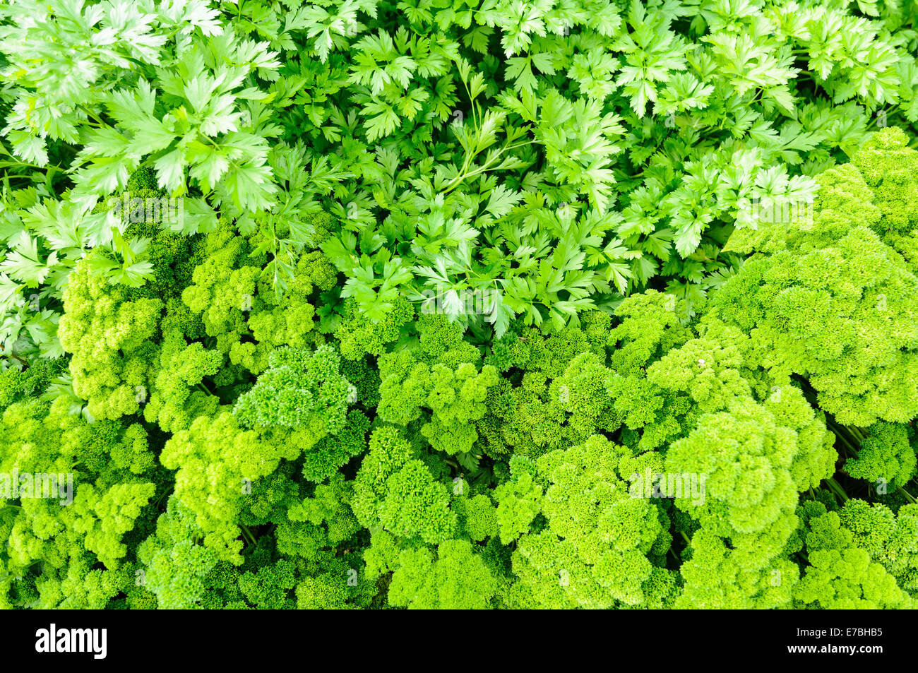 Flatleaf and curly parsley growing sidebyside Stock Photo Alamy