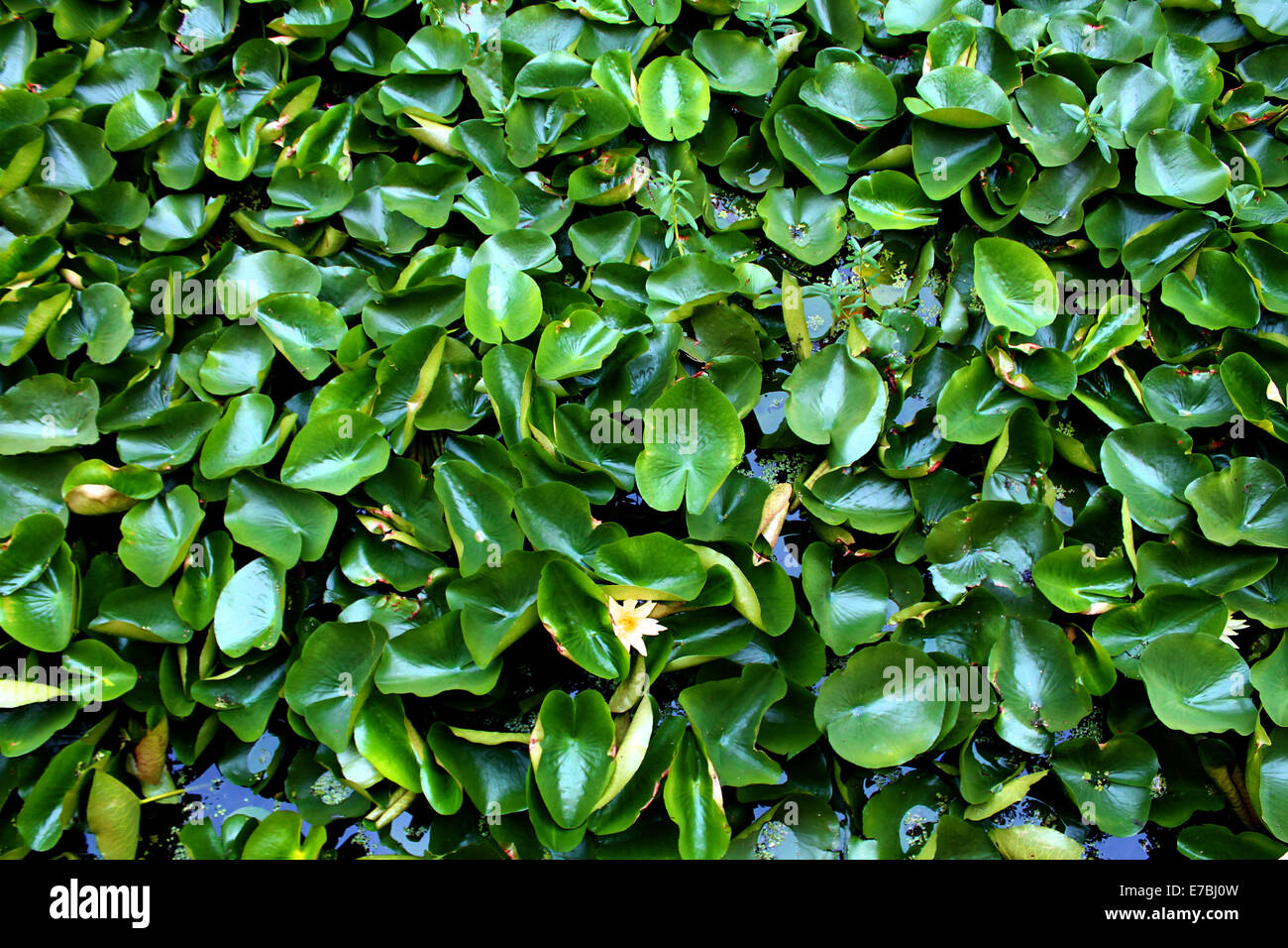 Lily pads in India Stock Photo