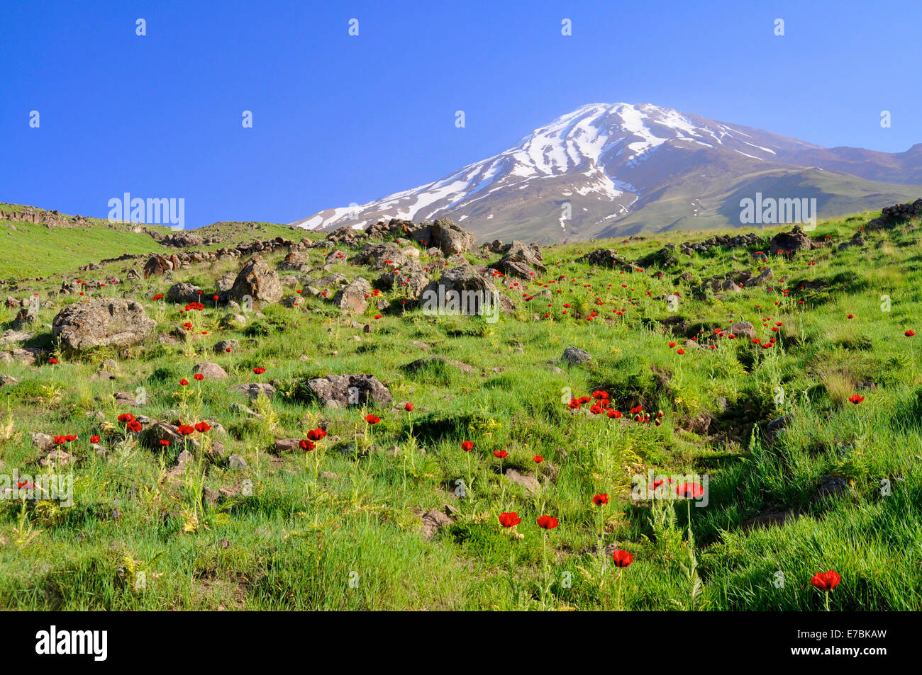 Picturesque green meadow with poppies and volcano Damavand in the background, Iran Stock Photo