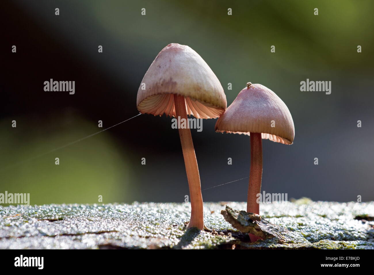 Fungi growing on dead wood, Netherlands Stock Photo Alamy