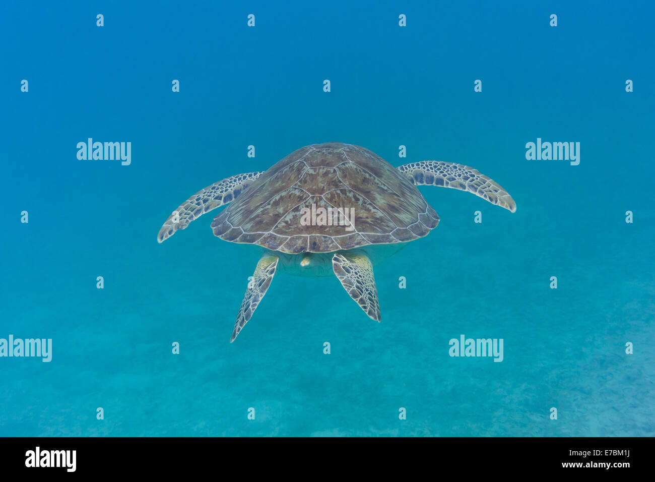 A green turtle swims away from the camera in the blue waters of the Caribbean Stock Photo