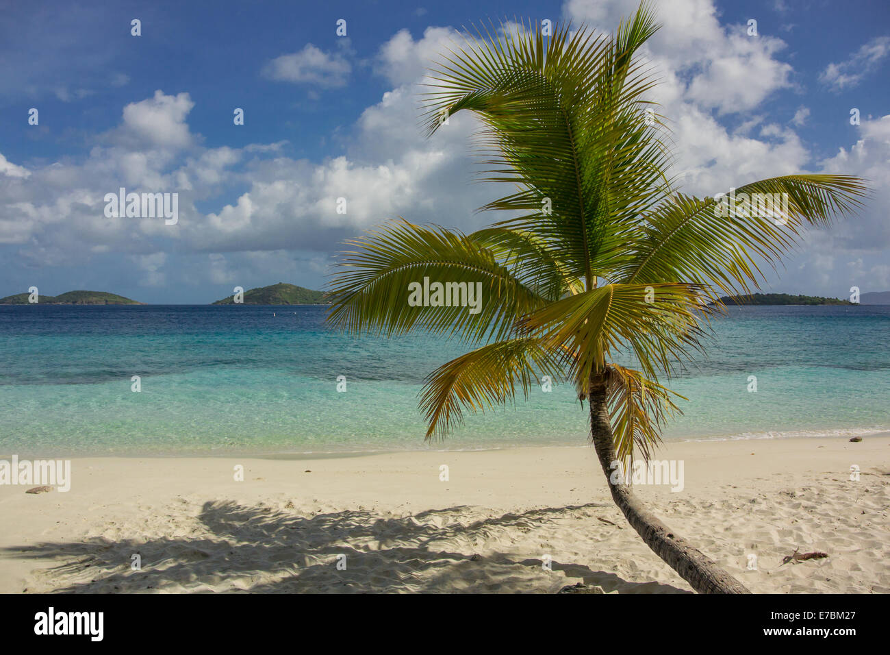 A single palm tree on the beach of Salomon Bay in St. John Stock Photo