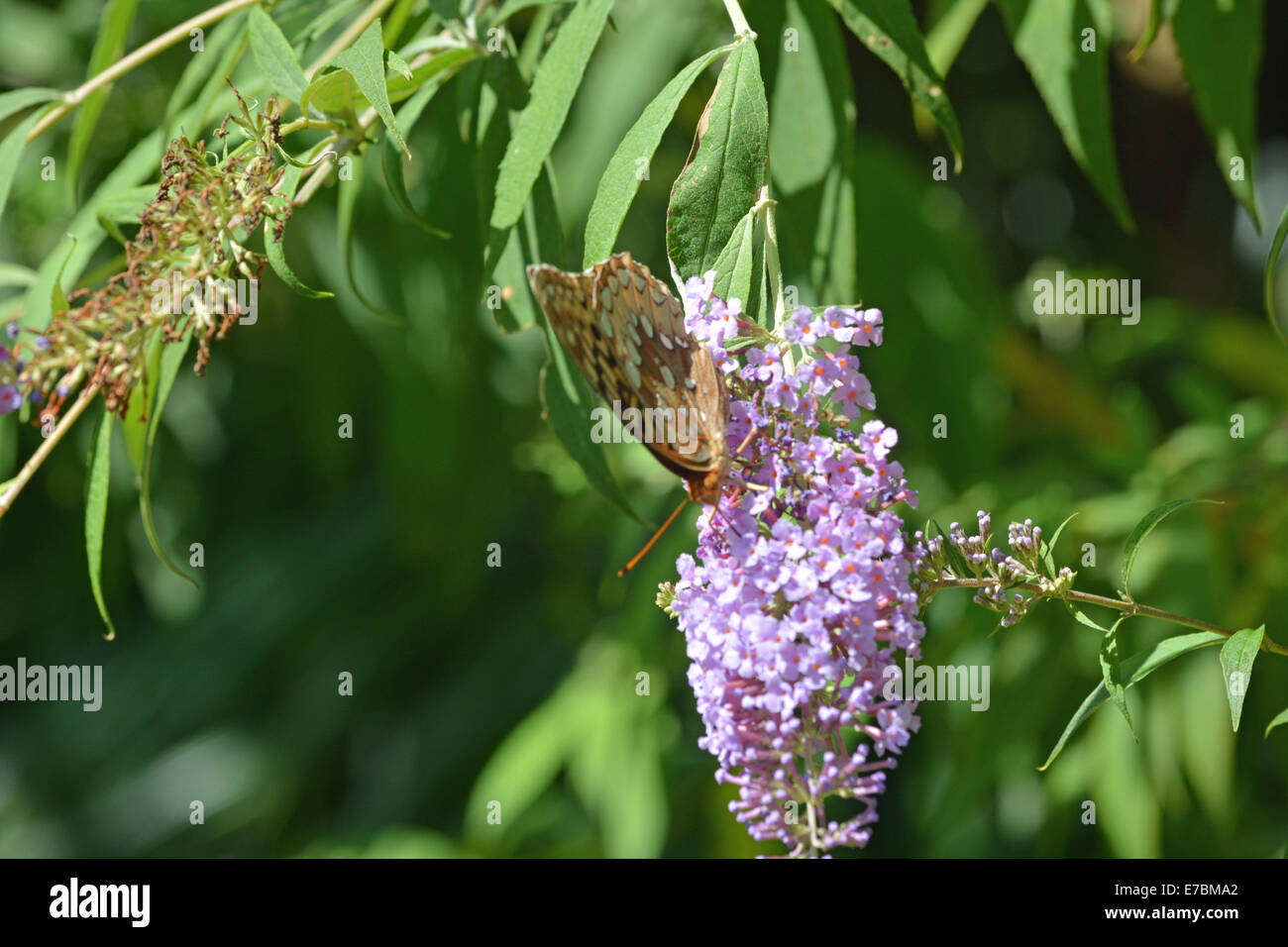 insect hummingbird moth Stock Photo - Alamy