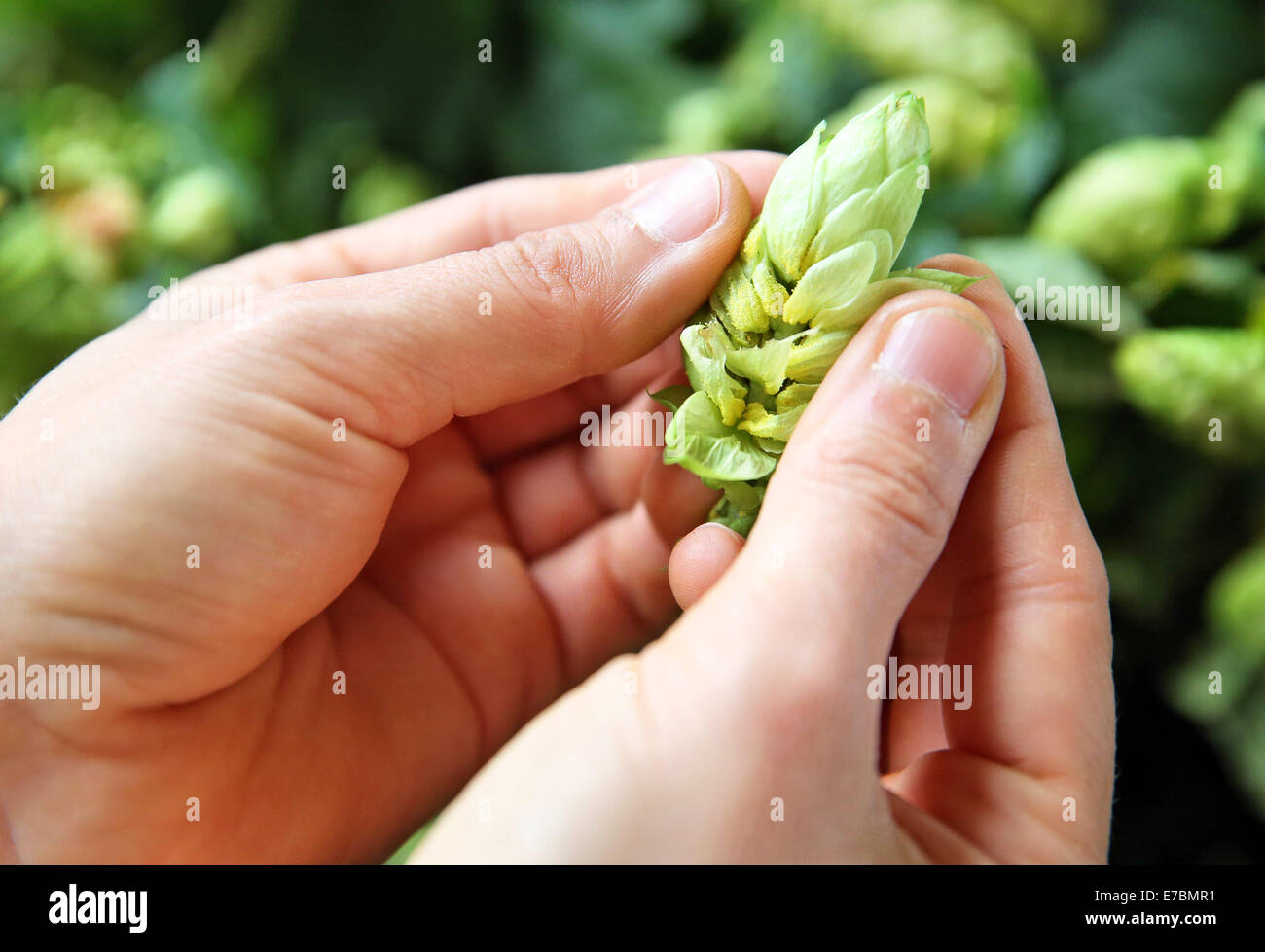 The Hops Queen examines a hop cone at the Regener hops farm in Prosigk, Germany, 12 September 2014. The family-run farm, with one of the biggest acreages of Germany, expects to harvest 300 tons of hops within the next thirty days. The minister of agriculture of Saxony-Anhalt gives the hops from the Elbe-Saale region a good sales forecast in China, which is the biggest beer market in the world. Photo: Jan Woitas/dpa Stock Photo