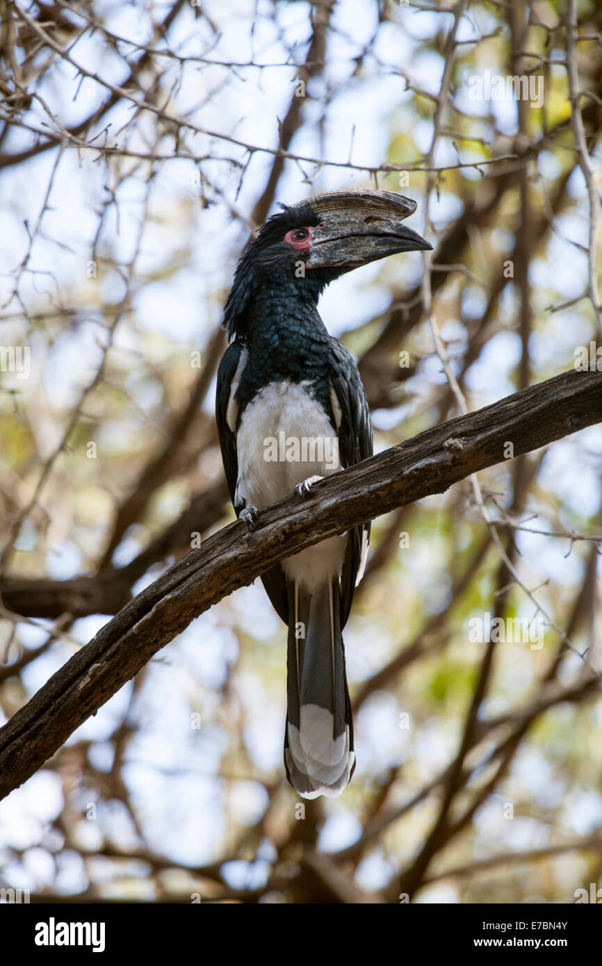 Trumpeter hornbill  Bycanistes bucinator  sitting in a tree at Victoria Falls, Zimbabwe Stock Photo