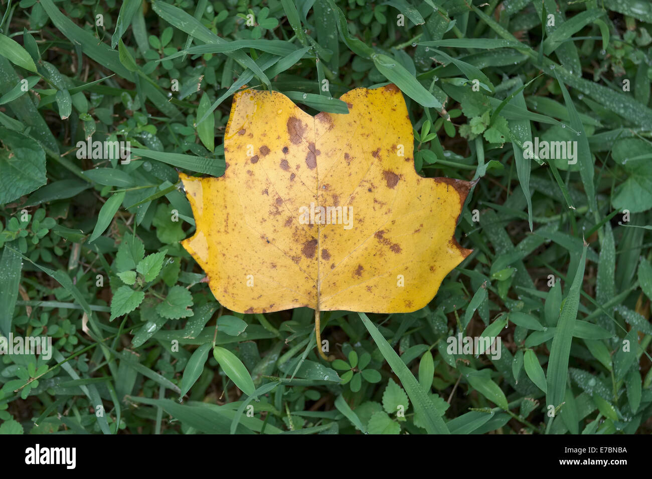 yellow leaf on green grass. signaling start of Fall, Autumn Stock Photo