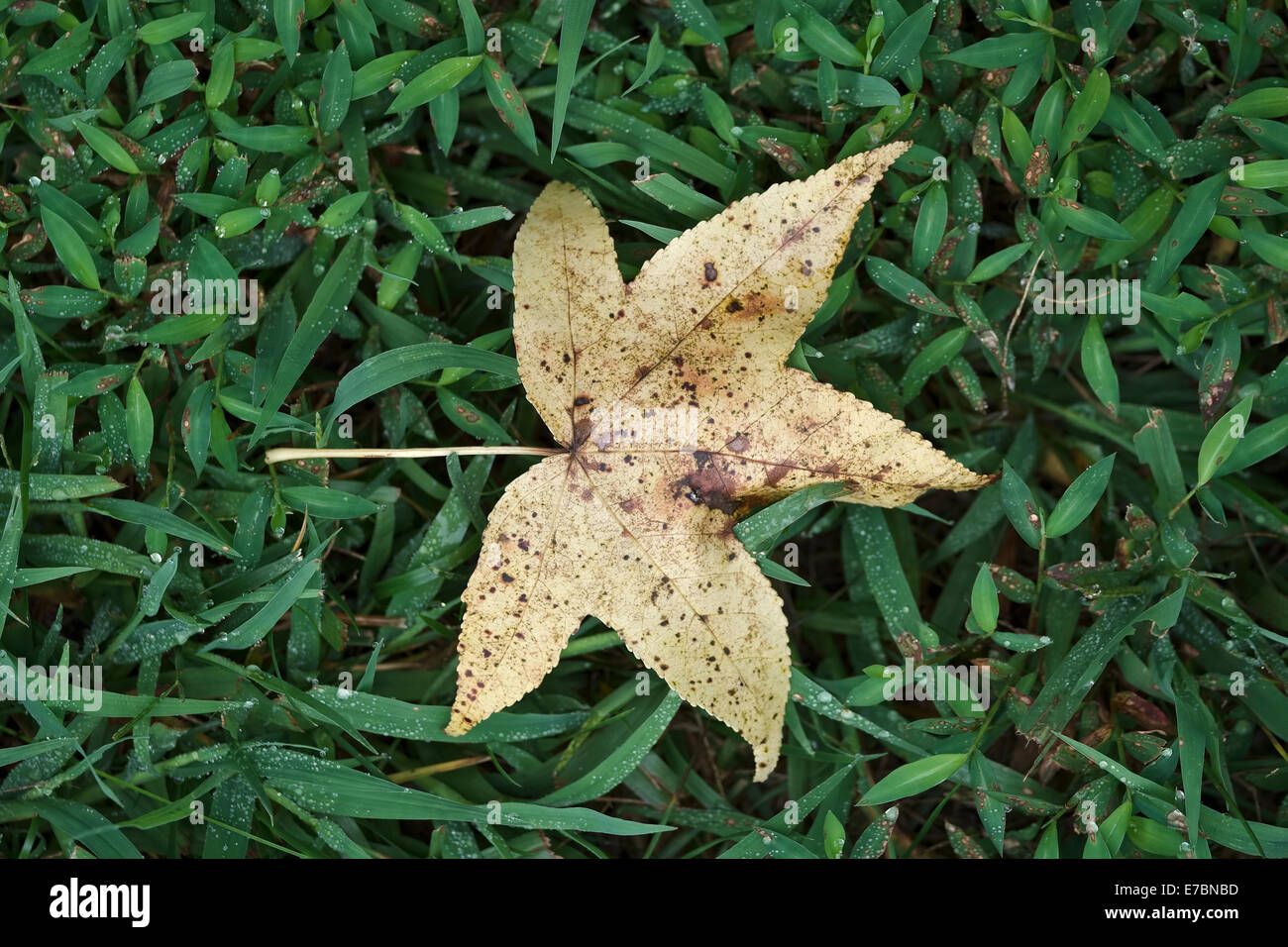 yellow leaf on green grass. signaling start of Fall, Autumn Stock Photo