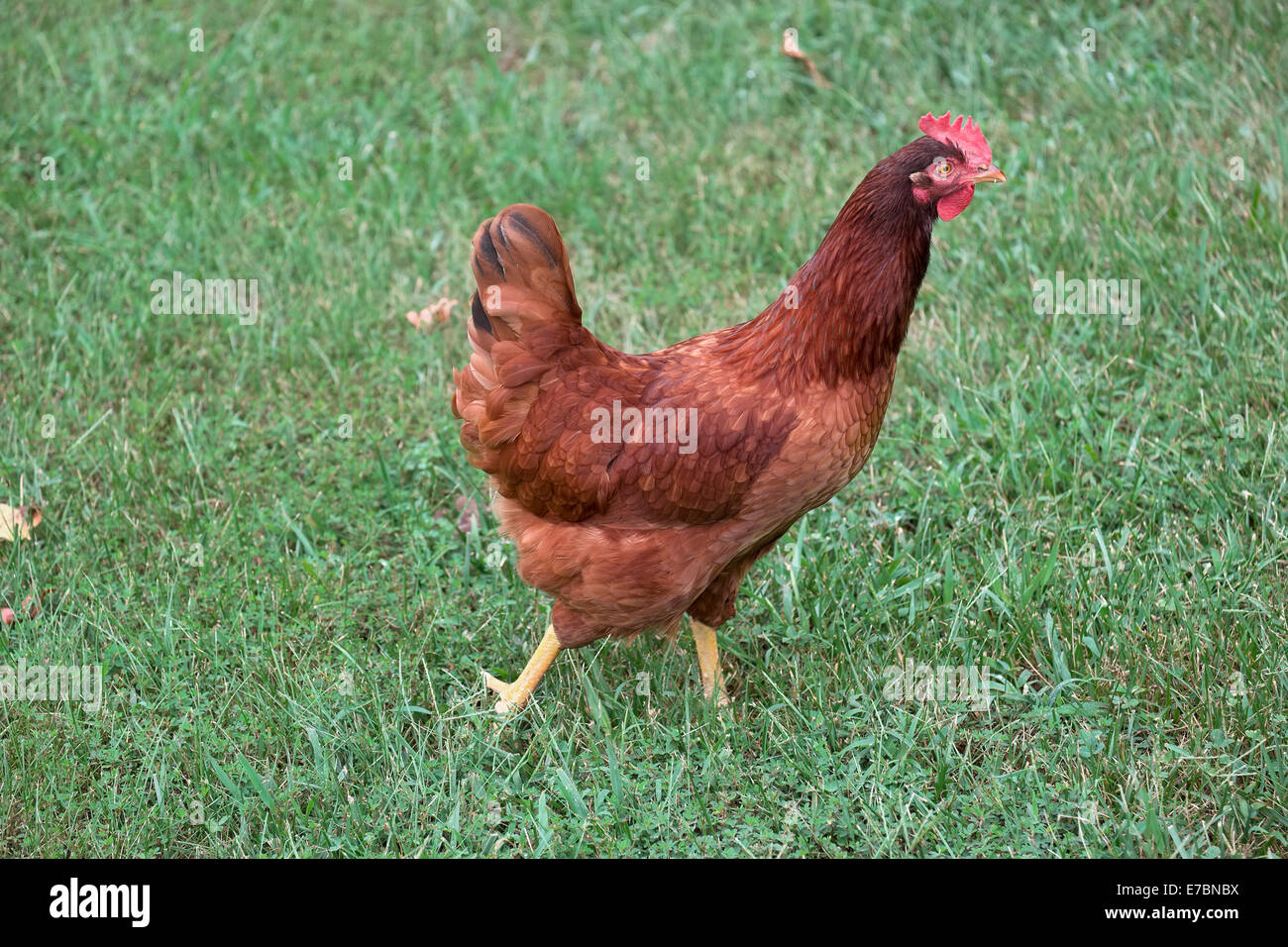 Rhode Island Red chicken walking in backyard grass Stock Photo Alamy