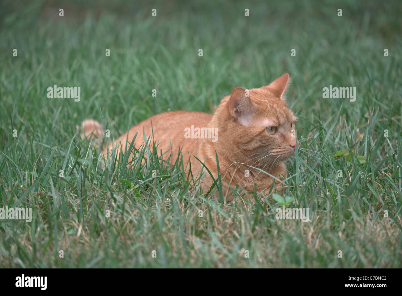 Cat in grass stalking Stock Photo - Alamy