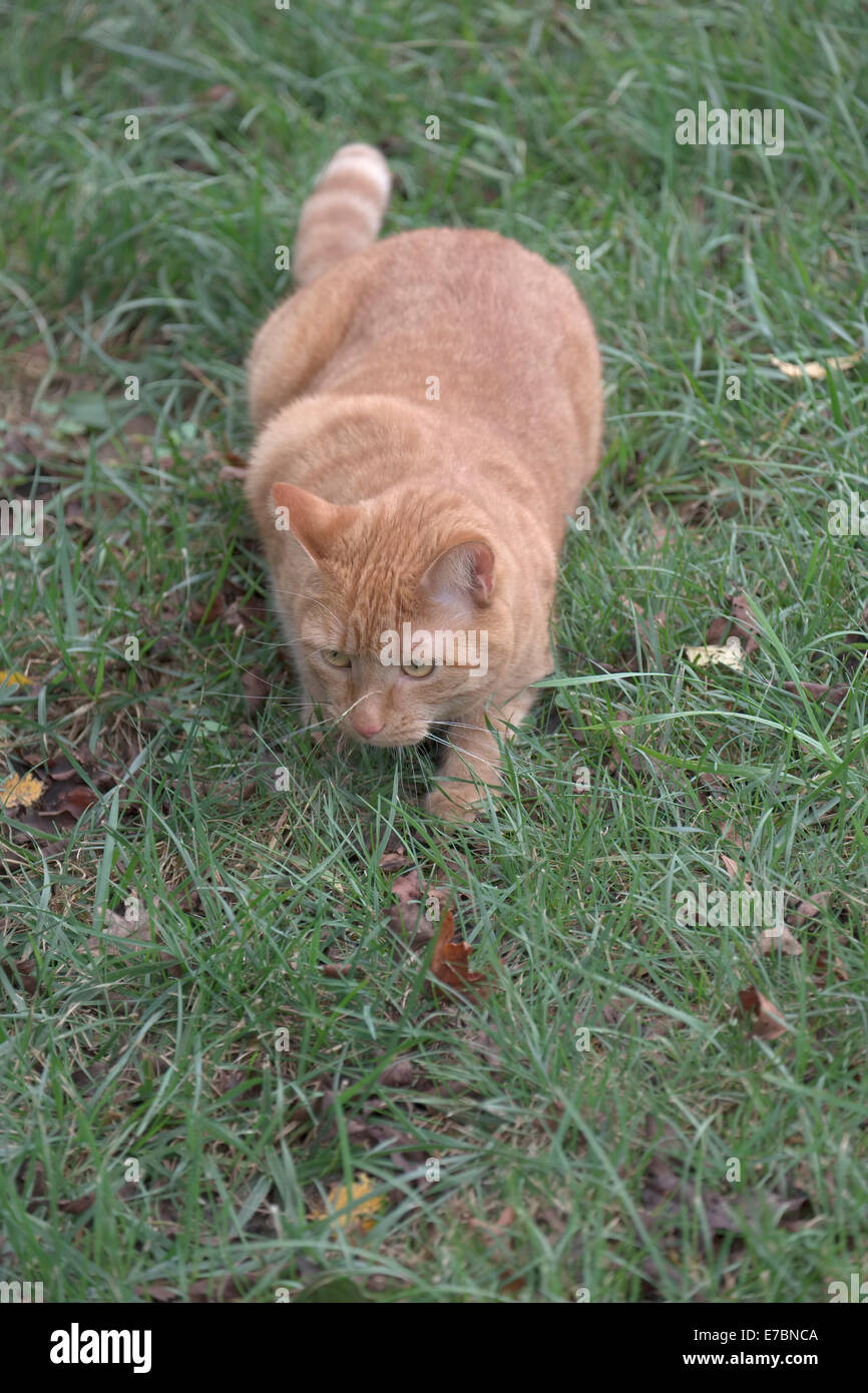 Cat in grass stalking Stock Photo - Alamy