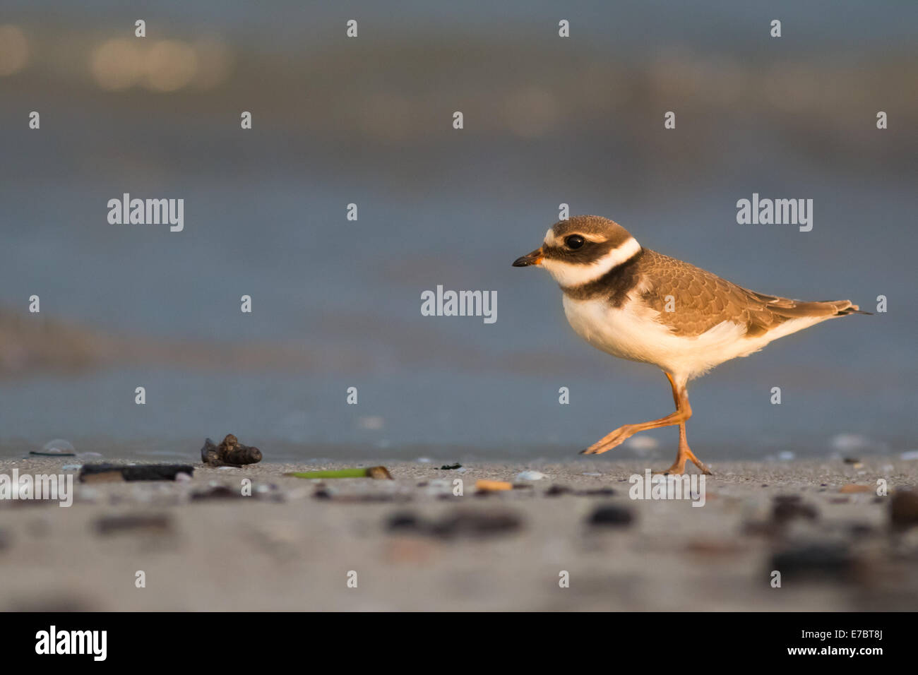 Common ringed plover Stock Photo - Alamy