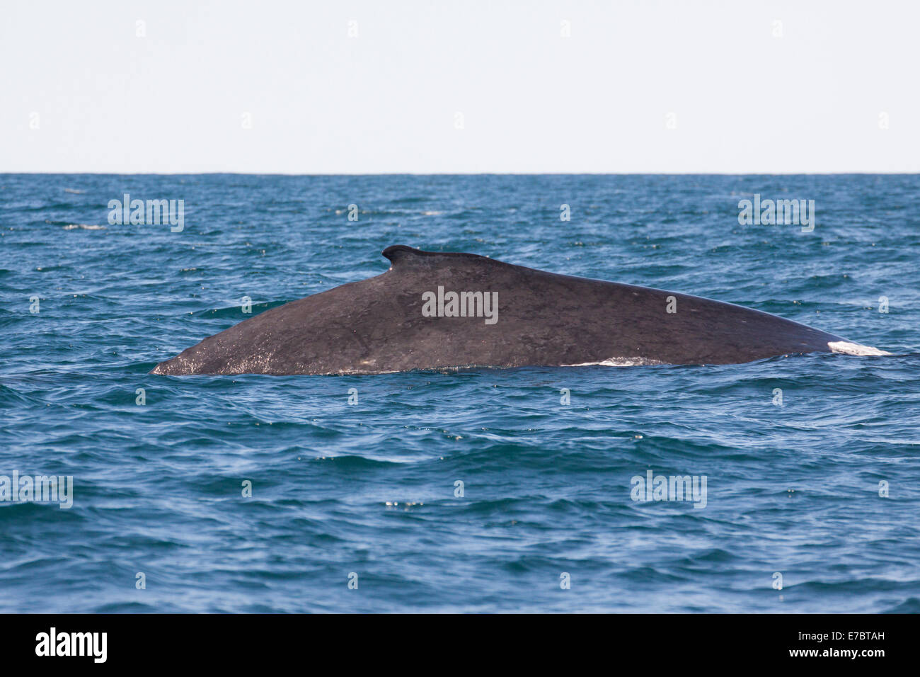 Adult Humpback Whale (Megaptera novaeangliae) surfacing in Byron Bay, New South Whales, Australia Stock Photo