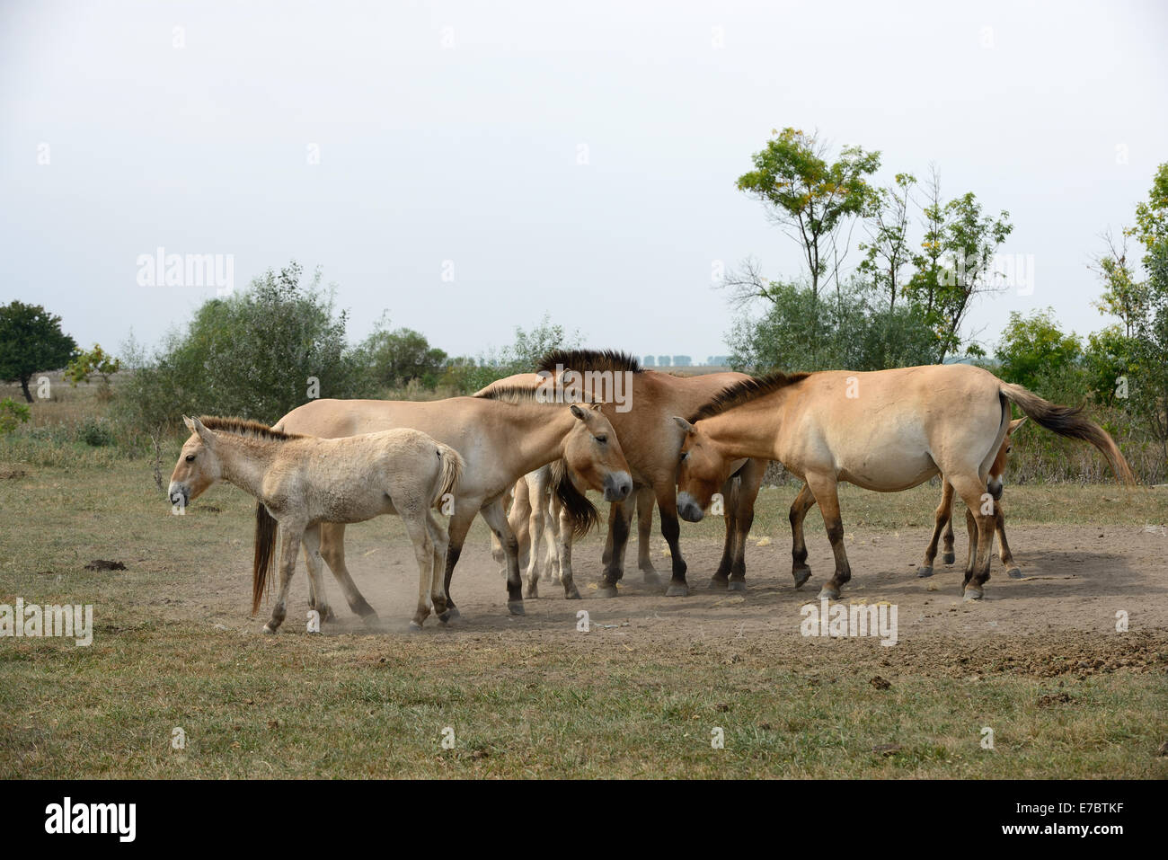 Przewalski's horse (Mongolian wild horse) family from Hortobagy National Park (Hungary). Stock Photo