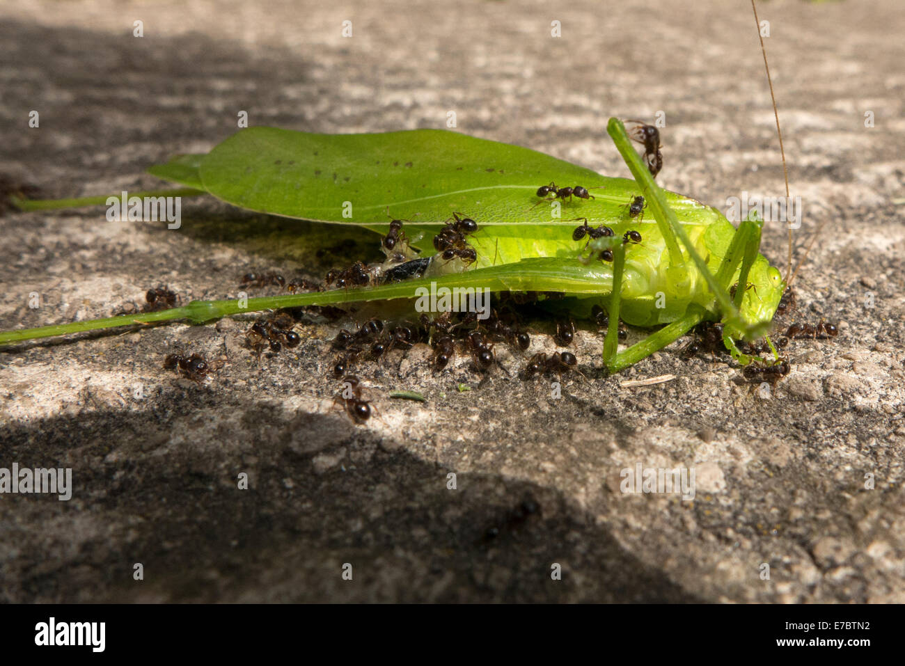 Tiny ants consuming large insect. Stock Photo