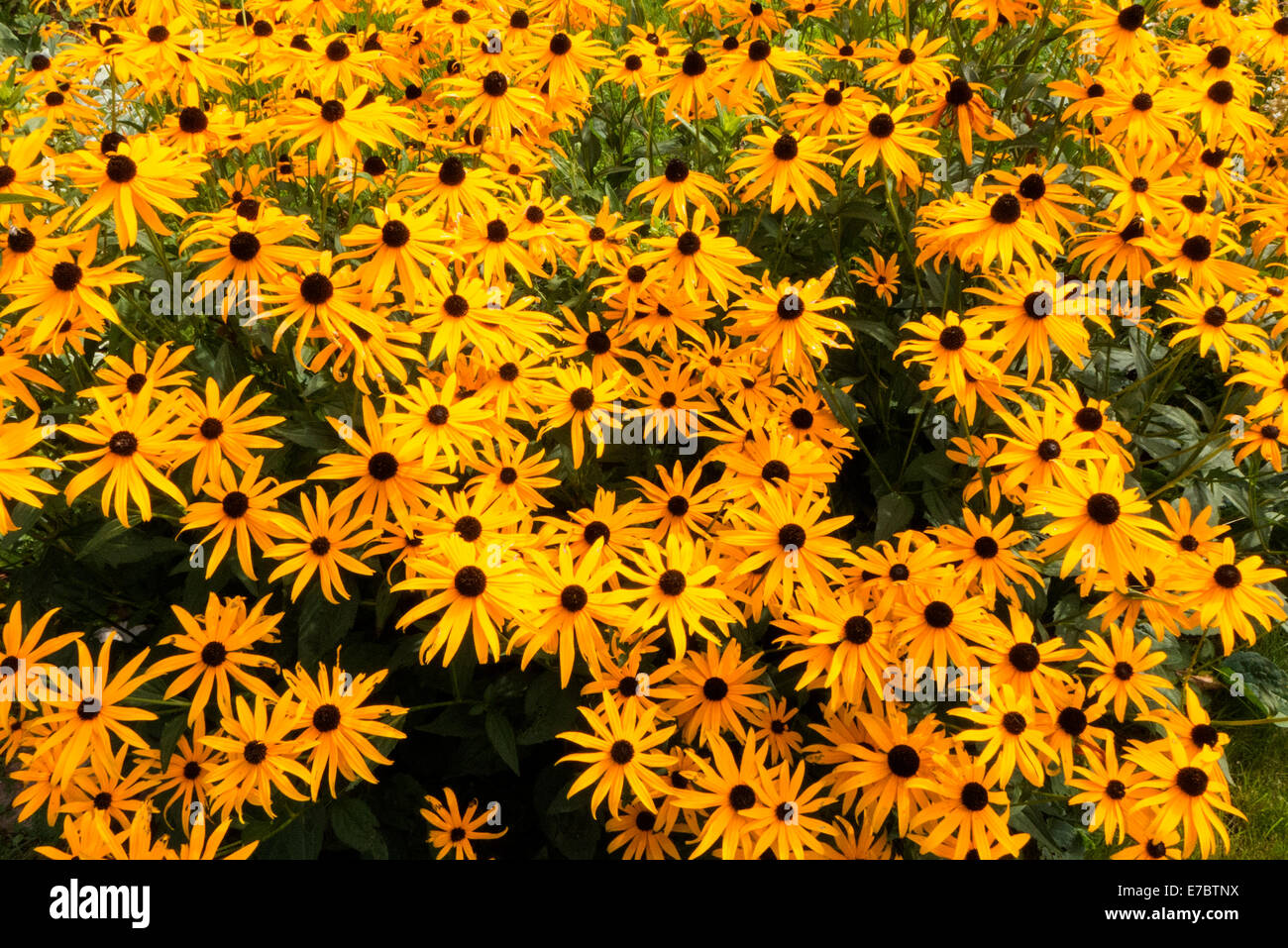 Black eyed Susans in garden Stock Photo Alamy