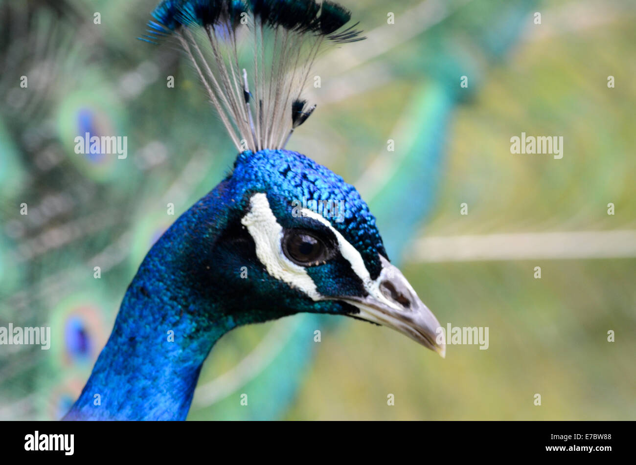 Close up of a peacock, showing its interesting facial markings Stock Photo