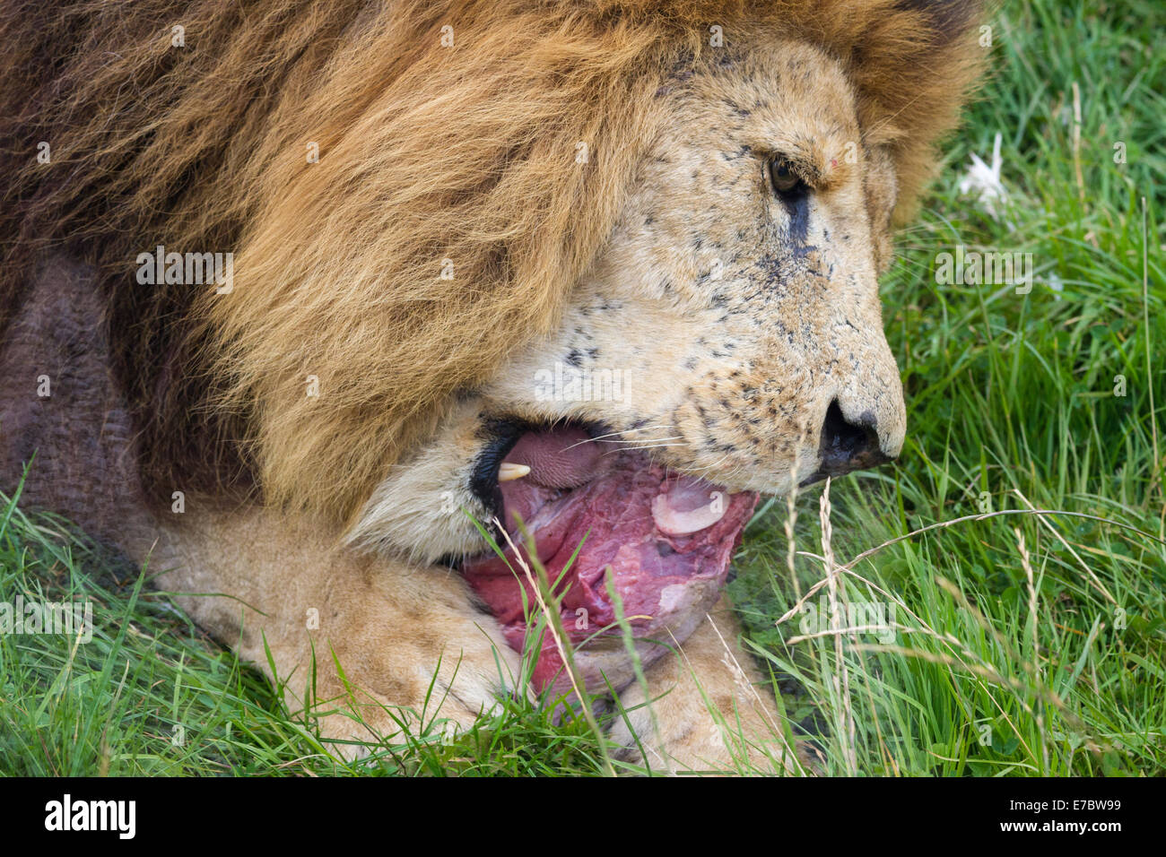 Lion with raw meat hires stock photography and images Alamy
