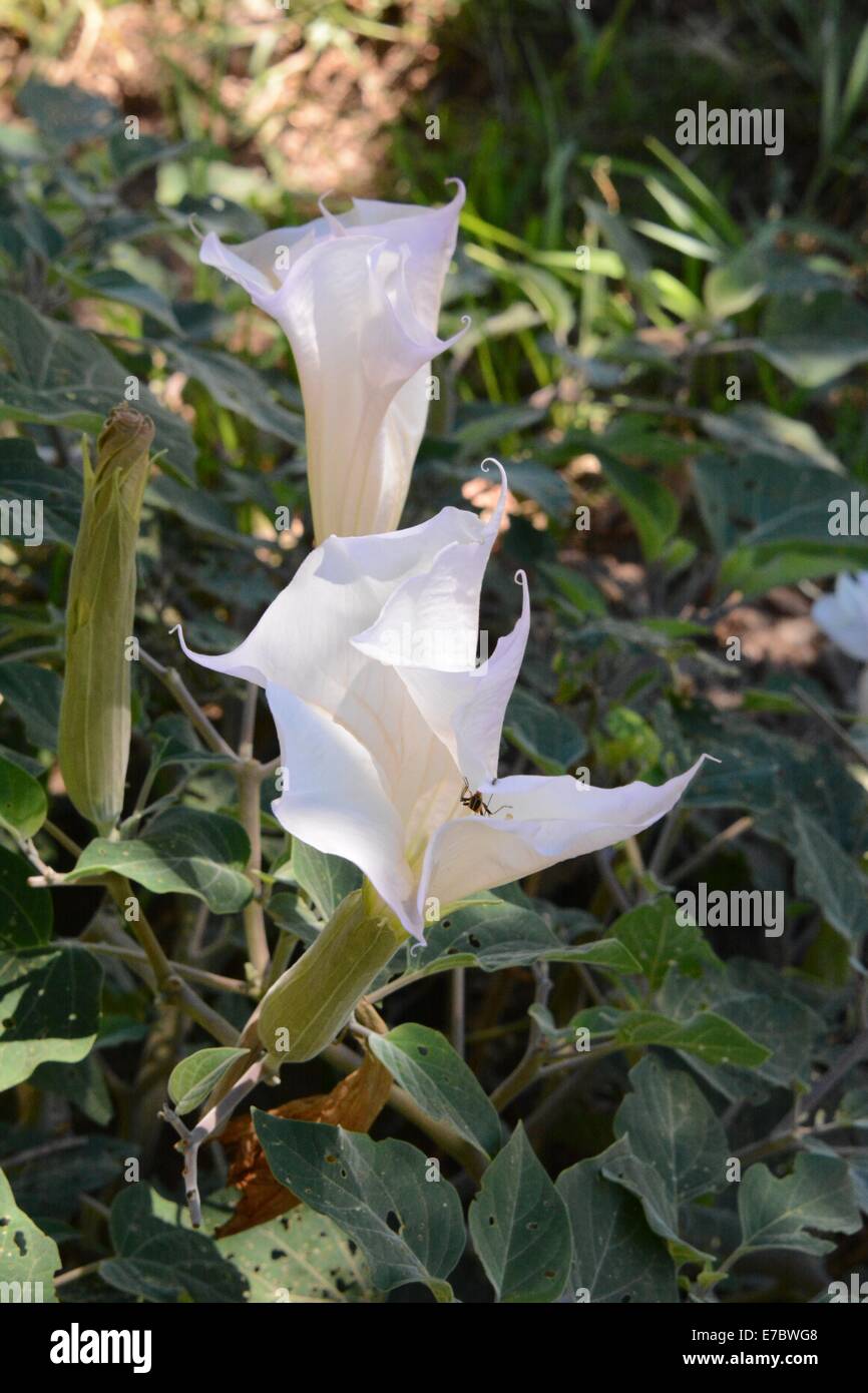 Sacred Datura plant seen in Southwest New Mexico - USA Stock Photo