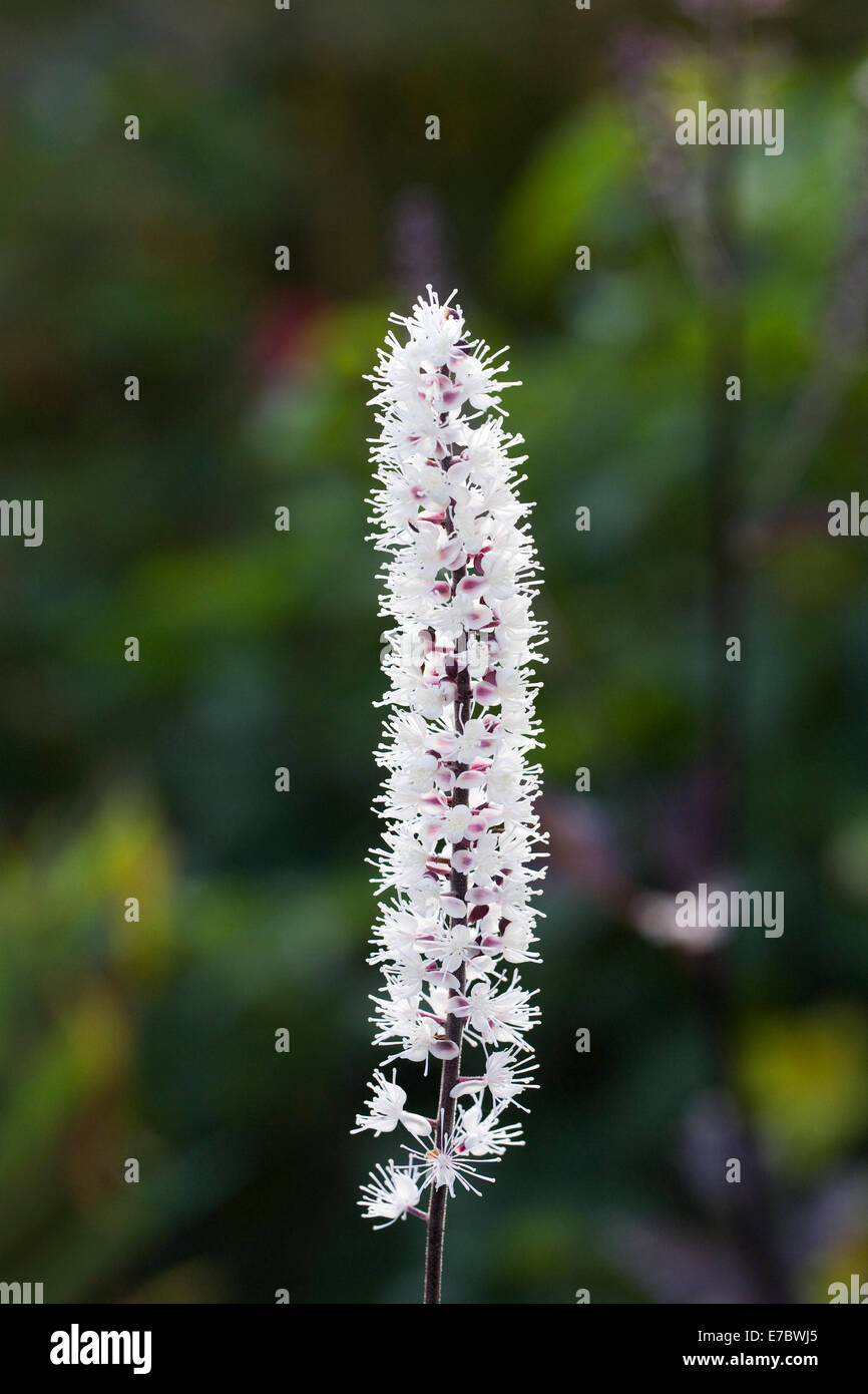 Actaea simplex (Atropurpurea Group) ‘Brunette’. Baneberry flower. Stock Photo