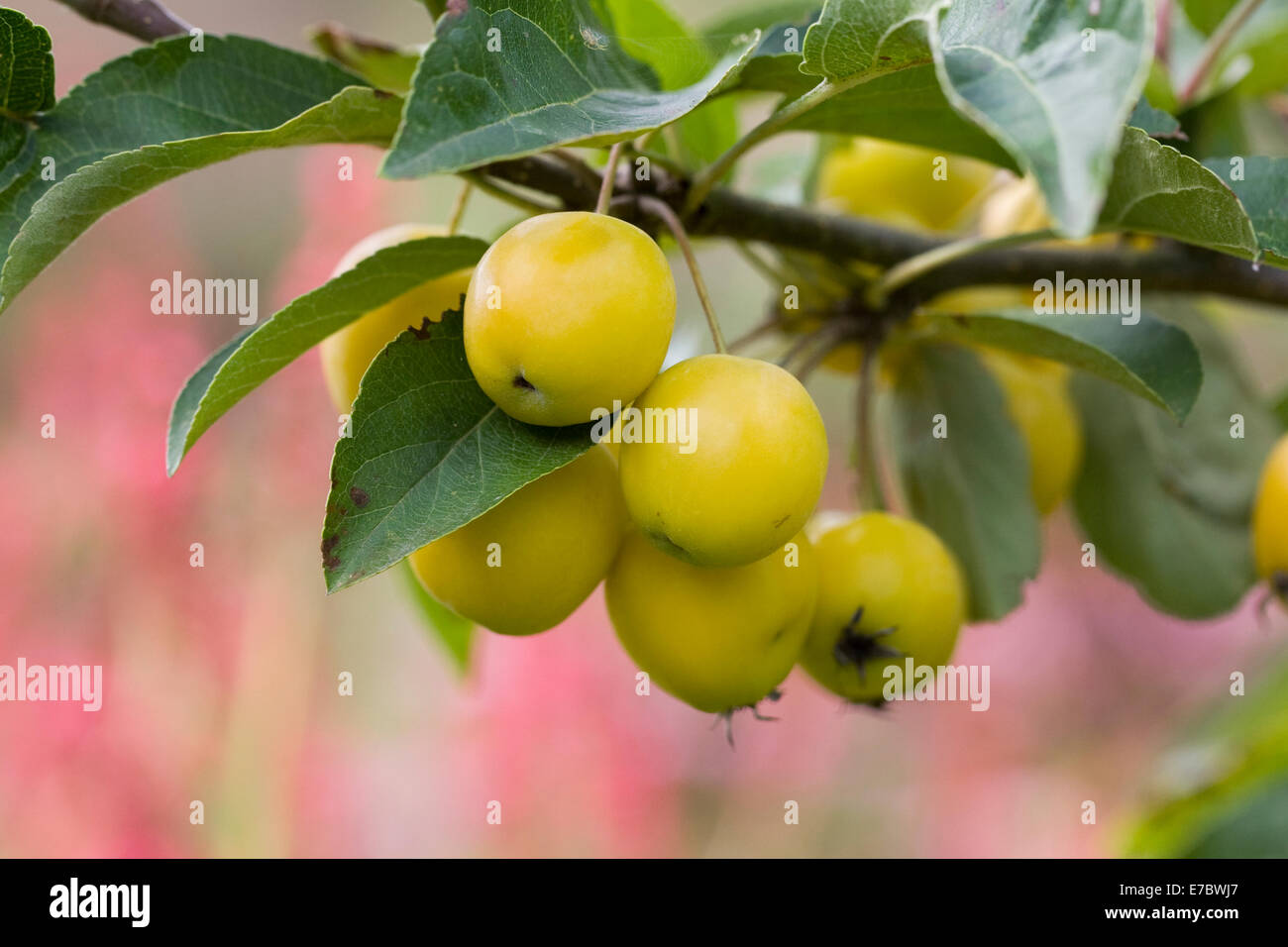 Malus x zumi 'Golden Hornet’. Crab apple fruits in Autumn. Stock Photo