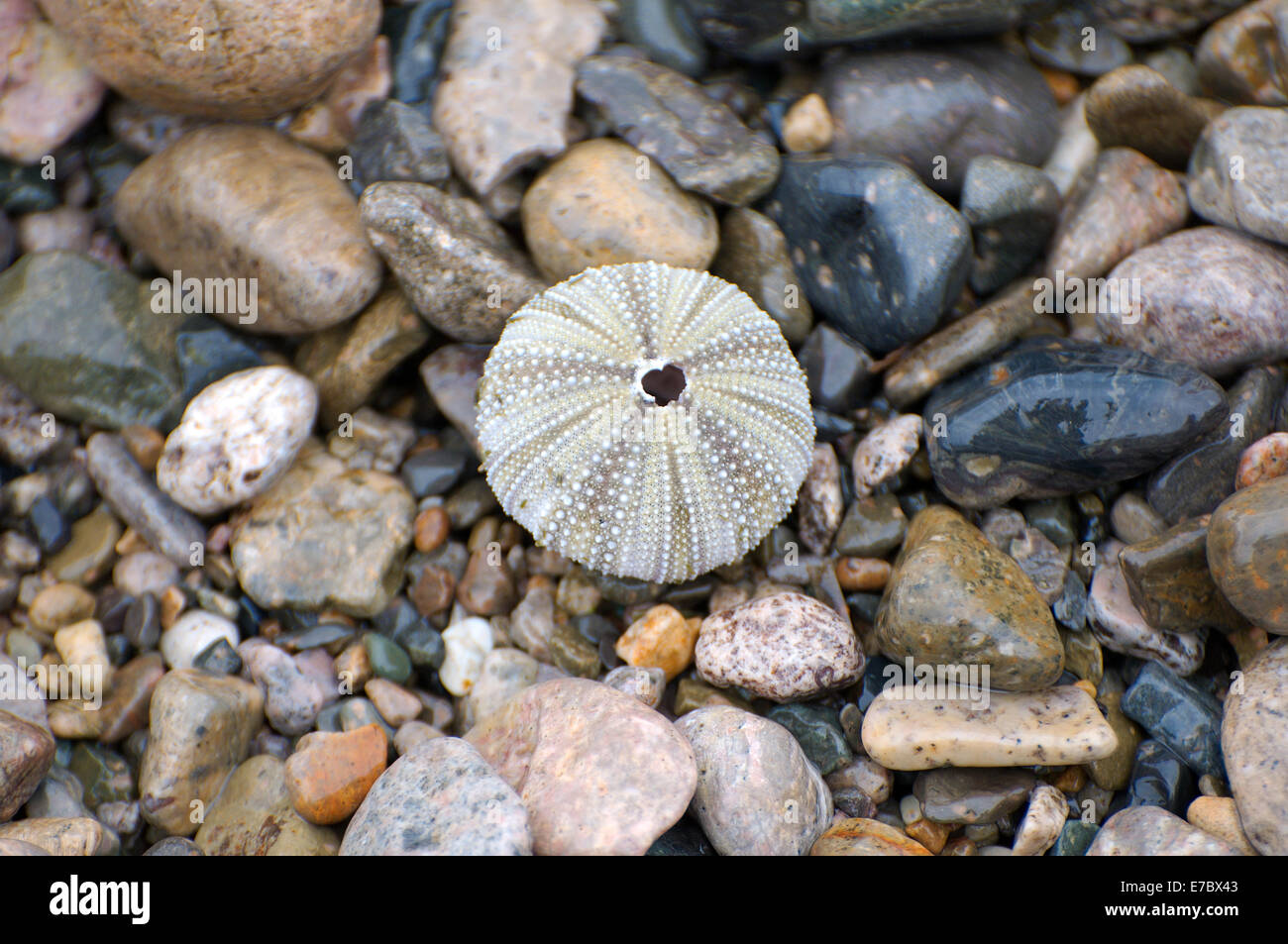 Rock sea urchin hi-res stock photography and images - Alamy