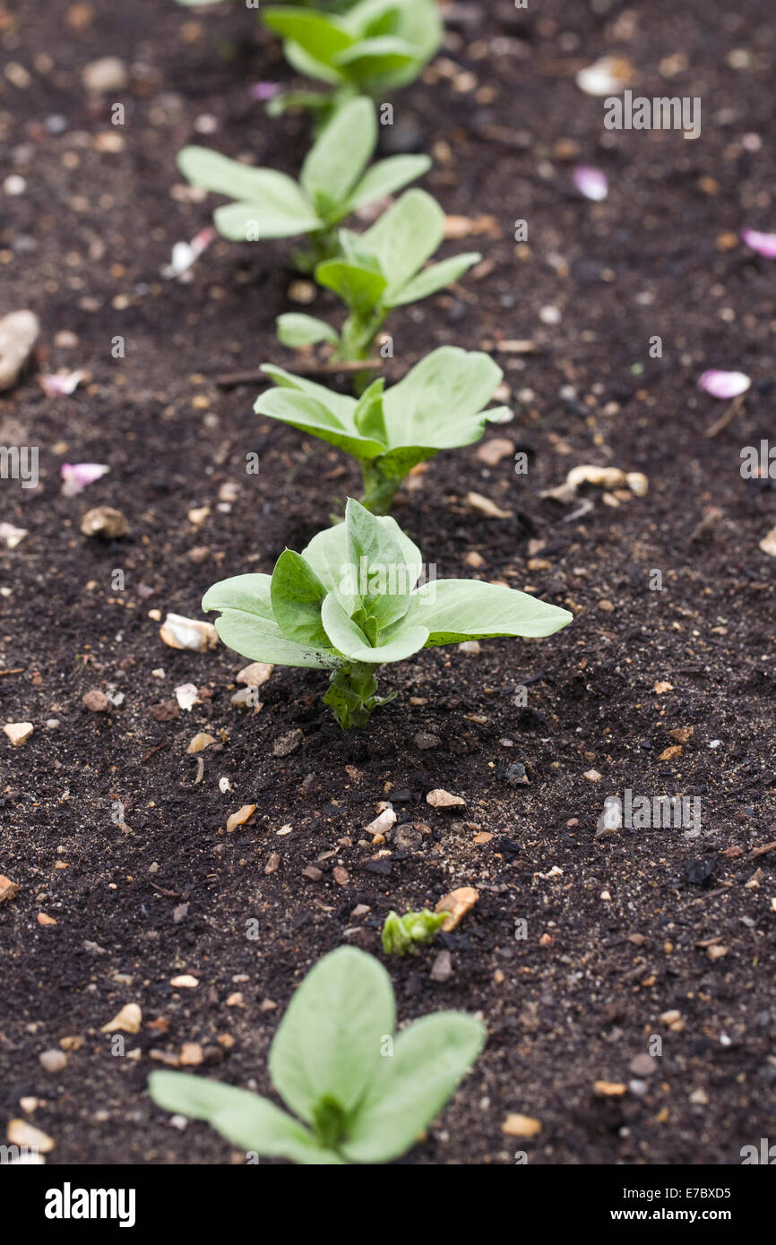 Vicia faba 'Martock'. Newly planted Broad Beans. Stock Photo