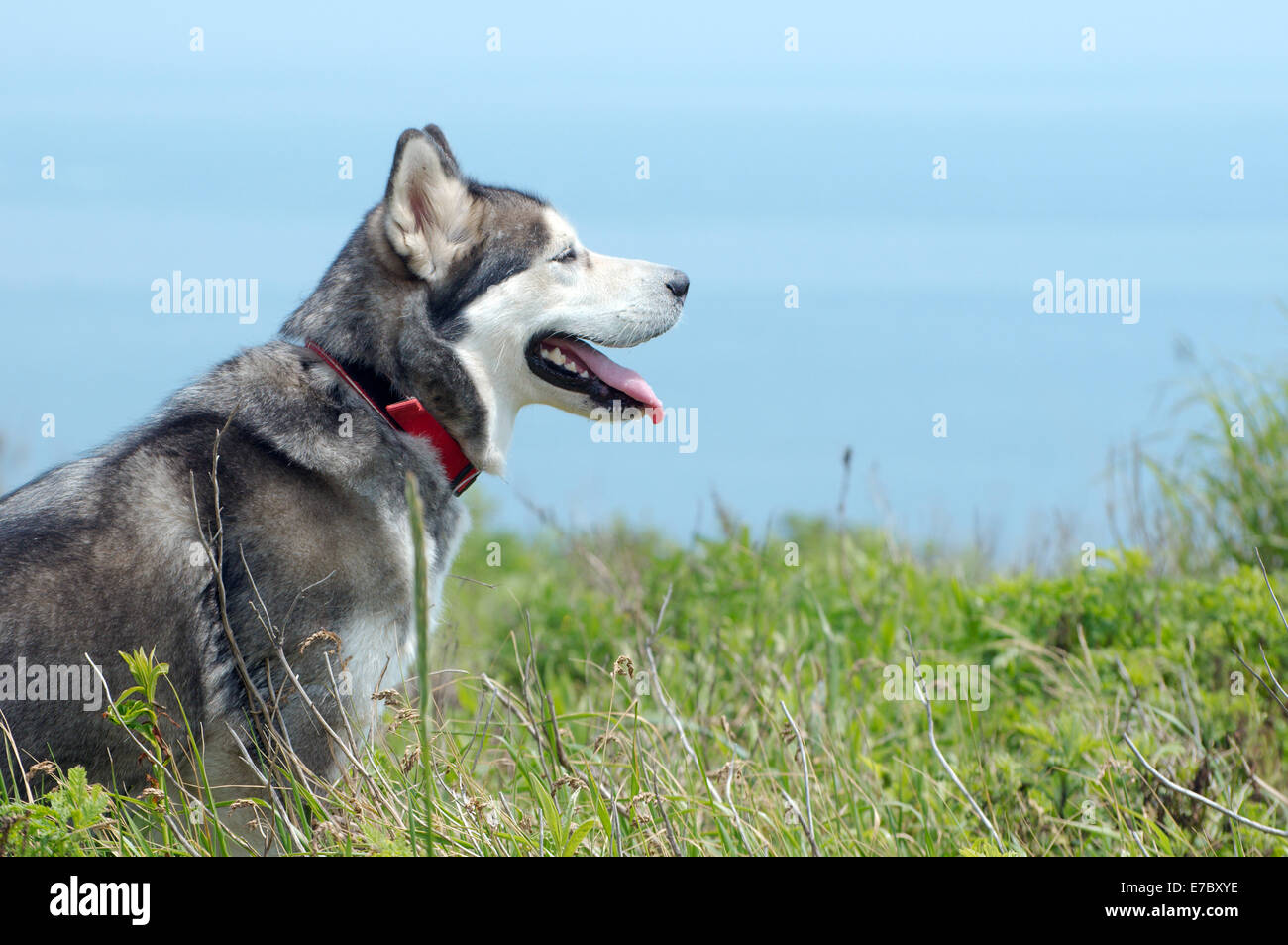 Alaskan Malamute (Canis lupus familiaris) sitting in the grass and looking at the Sea of Japan, Vladivostok, Far East Russia Stock Photo
