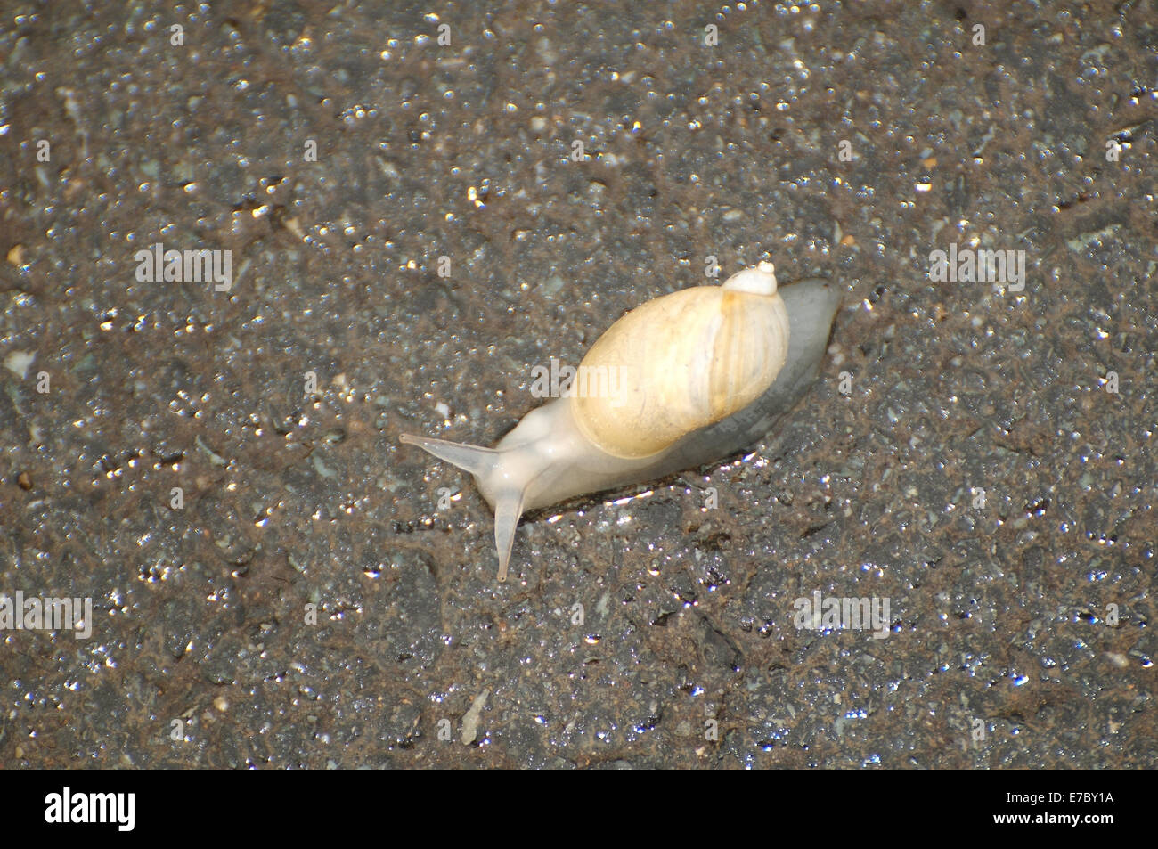 White little snail is crawling after rain on asphalt, Vladivostok, Primorye, Far East, Russia Stock Photo