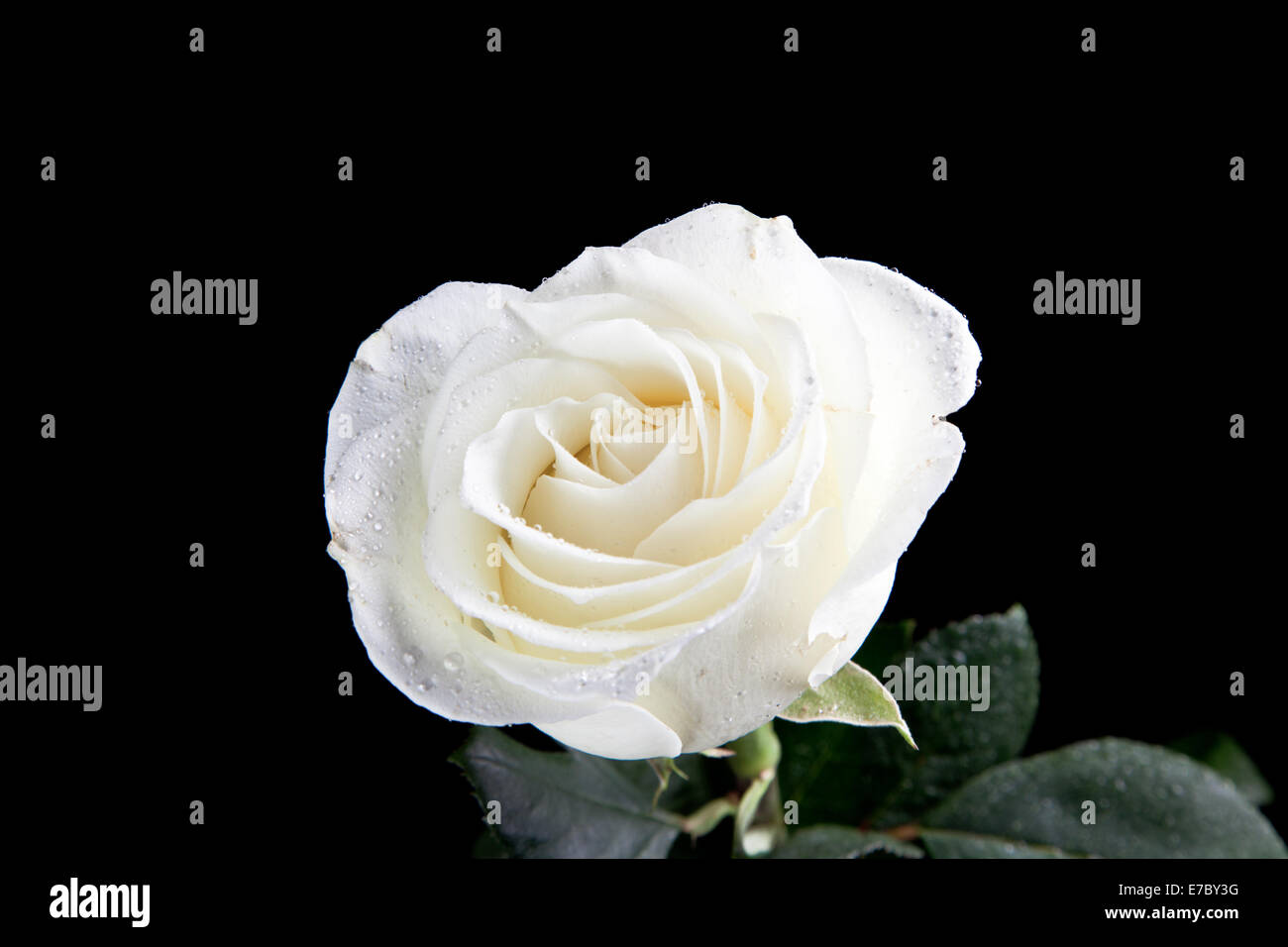 flower white rose [black background] Stock Photo