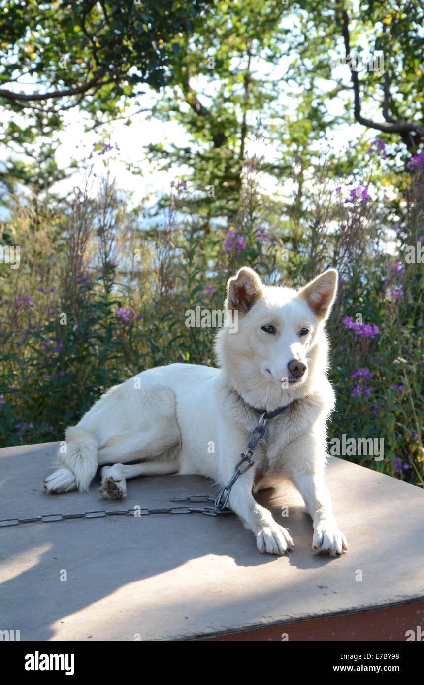 Husky ranch 2025