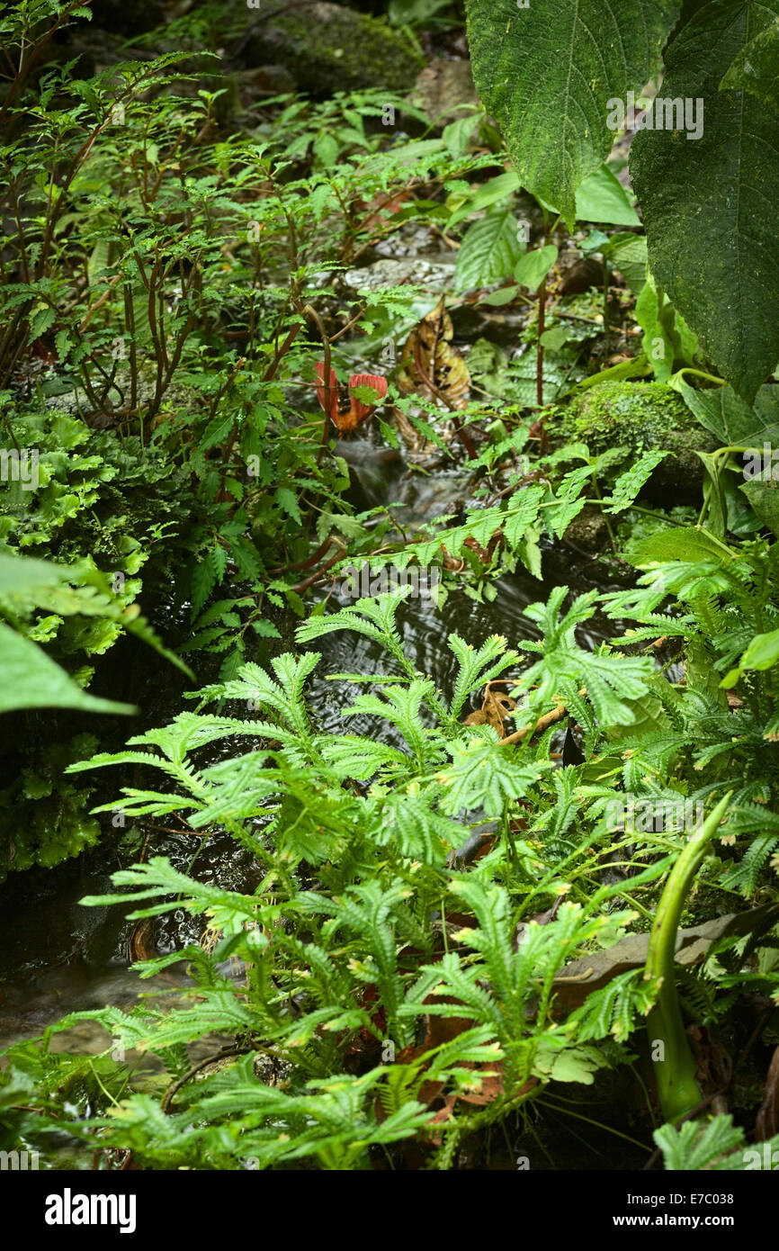 Small brook surrounded by lush vegetation in cloud forest in Ecuador ...