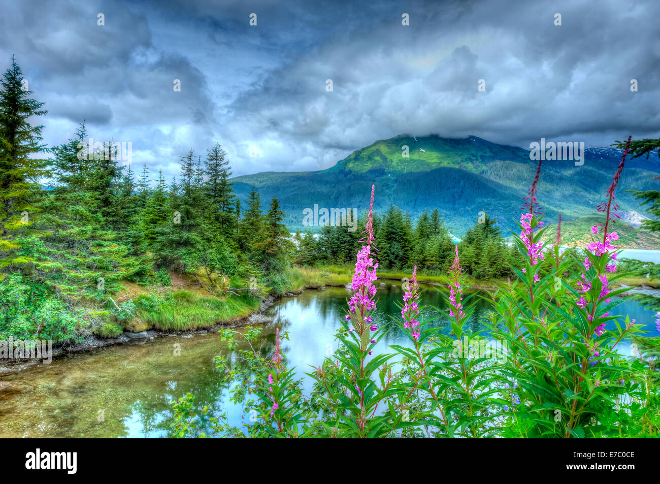 Juneau Alaska - Fireweed nearby Mendenhall Glacier. Pine trees (spruce and redcedar), mountain and clouds are reflected in the lake. Stock Photo